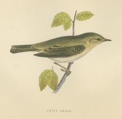 Chiff Chaff on a Leafy Branch, Hand Colored Warbler Print, Morris, 1896