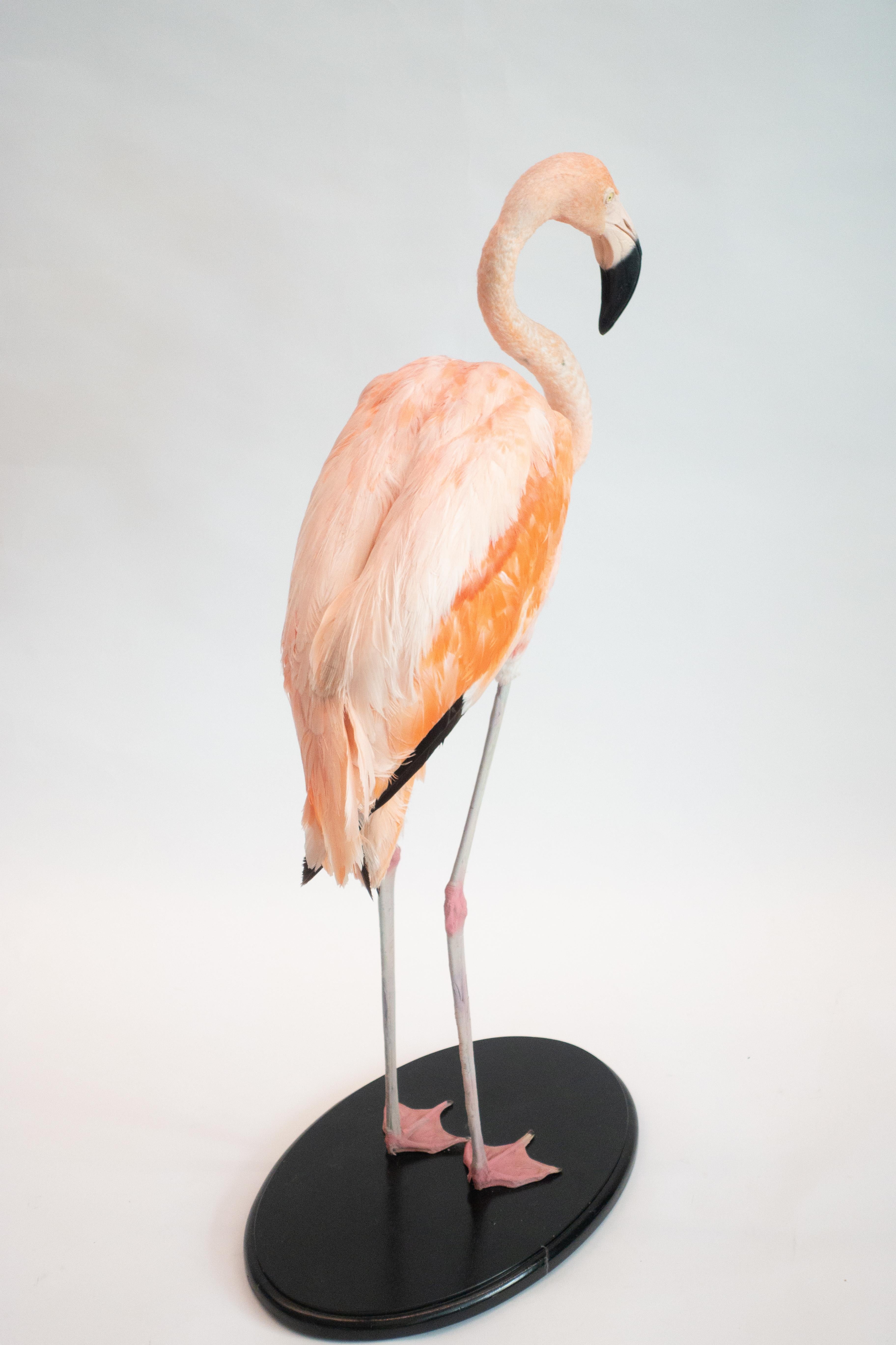 Full sized taxidermy Chilean flamingo specimen, excellent condition.