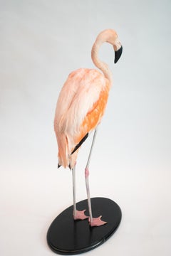 Chilean Taxidermy Pink Flamingo Specimen