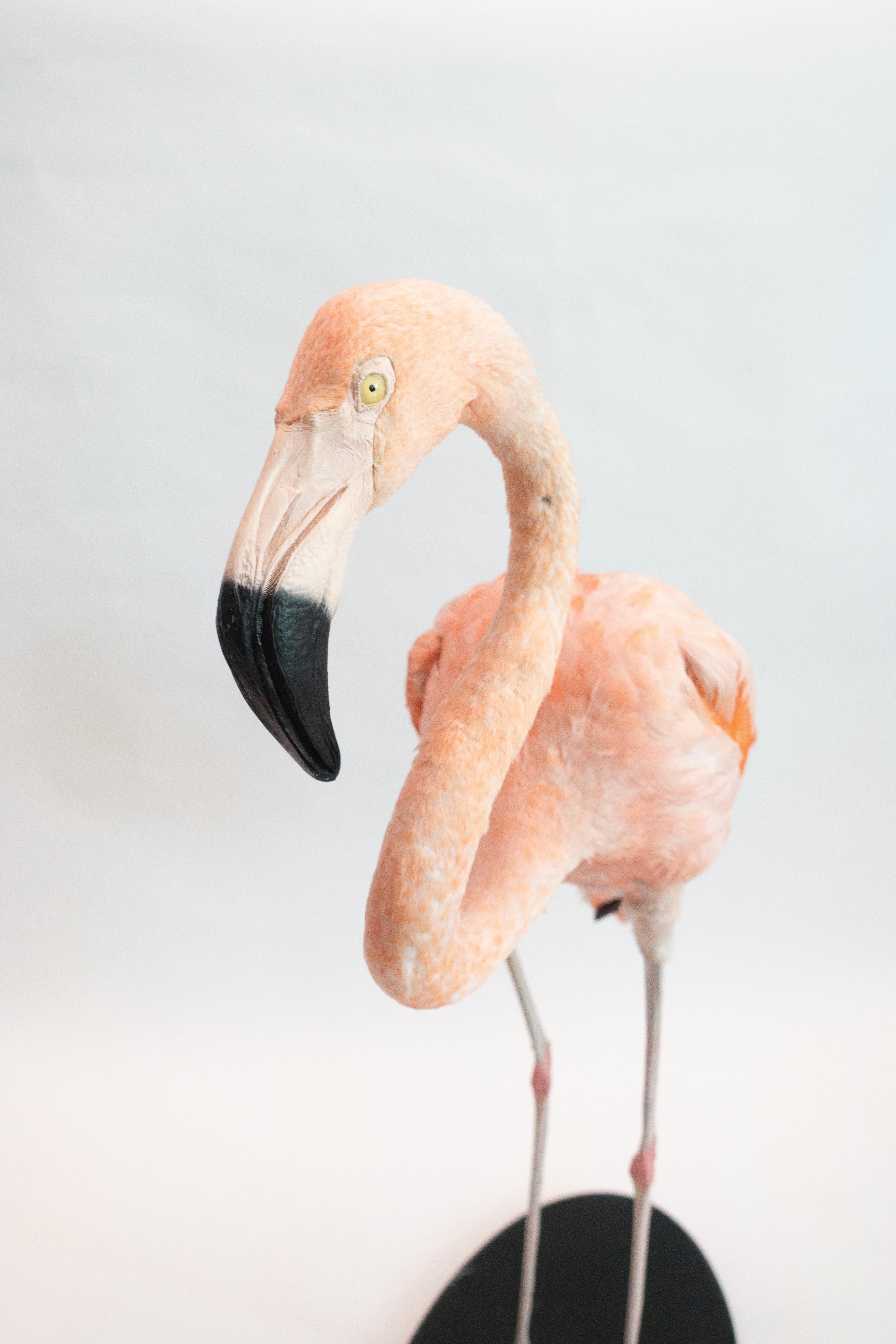 Other Chilean Taxidermy Pink Flamingo Specimen