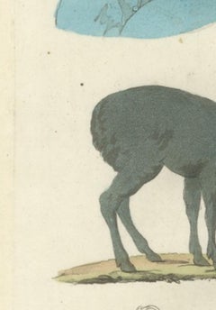 China Figures, Fauna &  Flora – Hand-Colored Antique Print, Ferrario, Italy 1815