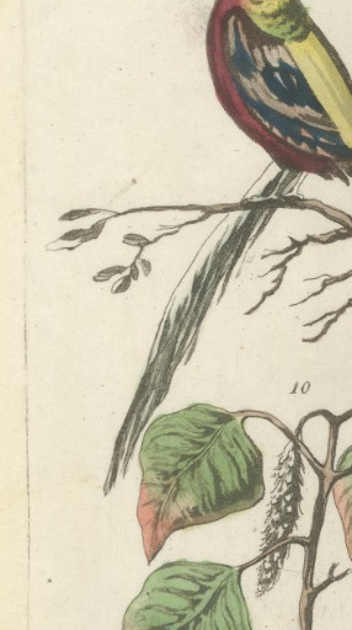 China Figures, Fauna &  Flora – Hand-Colored Antique Print, Ferrario, Italy 1815