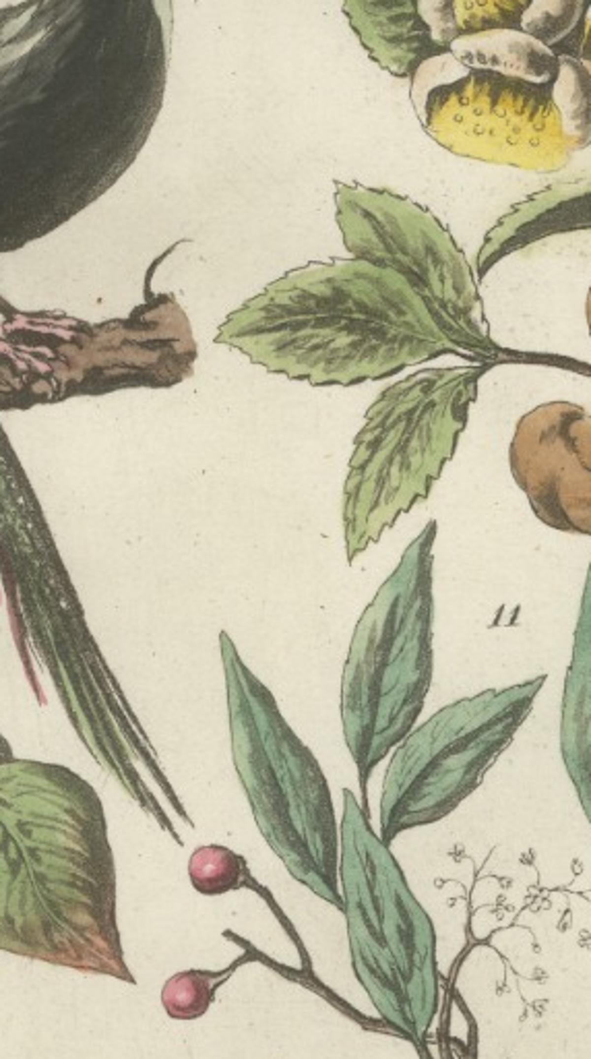 China Figures, Fauna &  Flora – Hand-Colored Antique Print, Ferrario, Italy 1815
