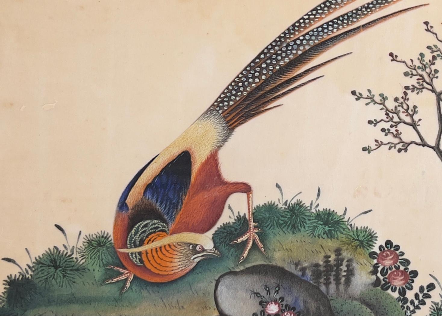 China, Set of Six Chinese Export Birds Paintings on Pith Paper, 19th Century For Sale 4