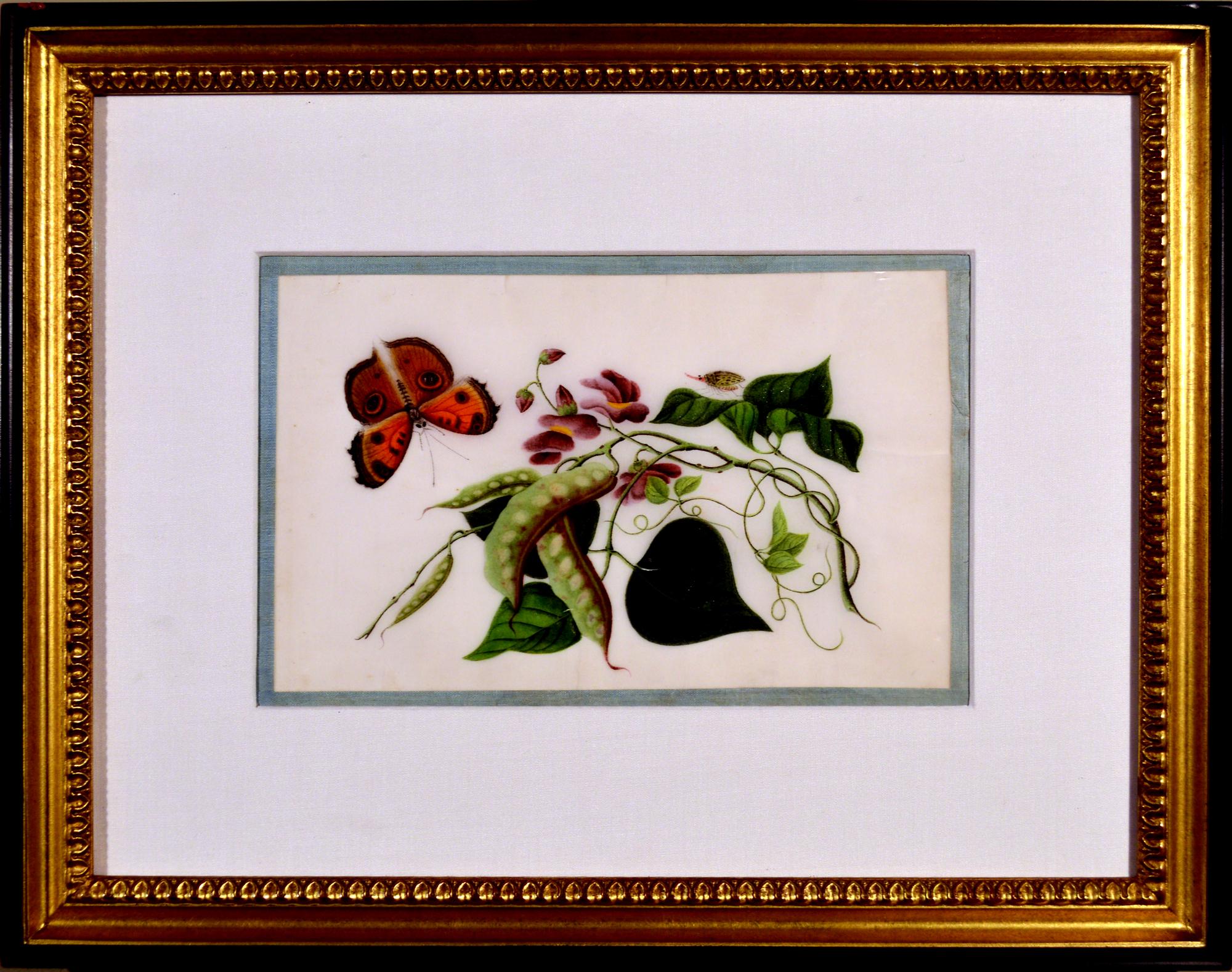 Chinese Export China Trade Framed Pith Paper Set of Pictures of Butterflies and Plants For Sale