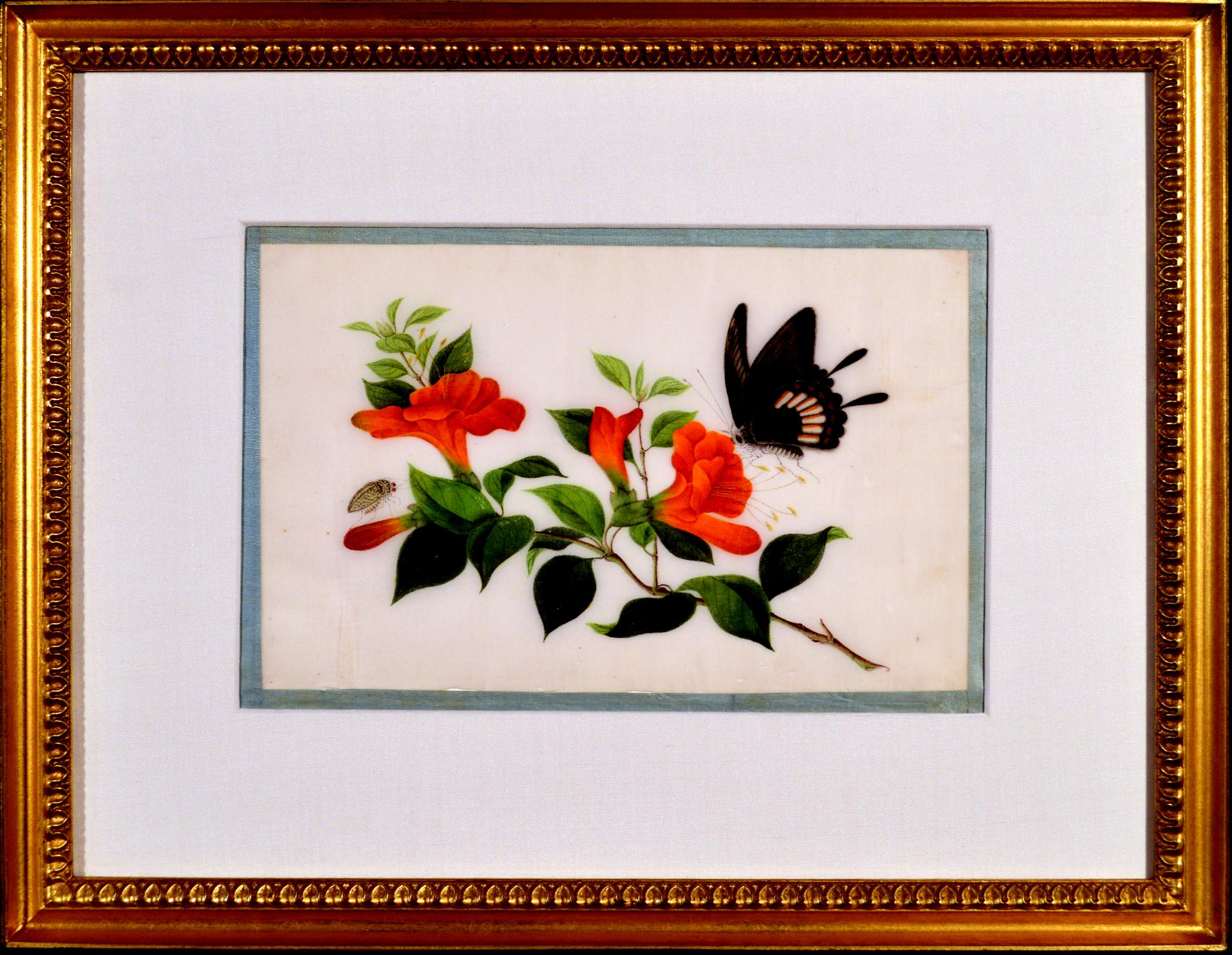 Chinese China Trade Framed Pith Paper Set of Pictures of Butterflies and Plants For Sale