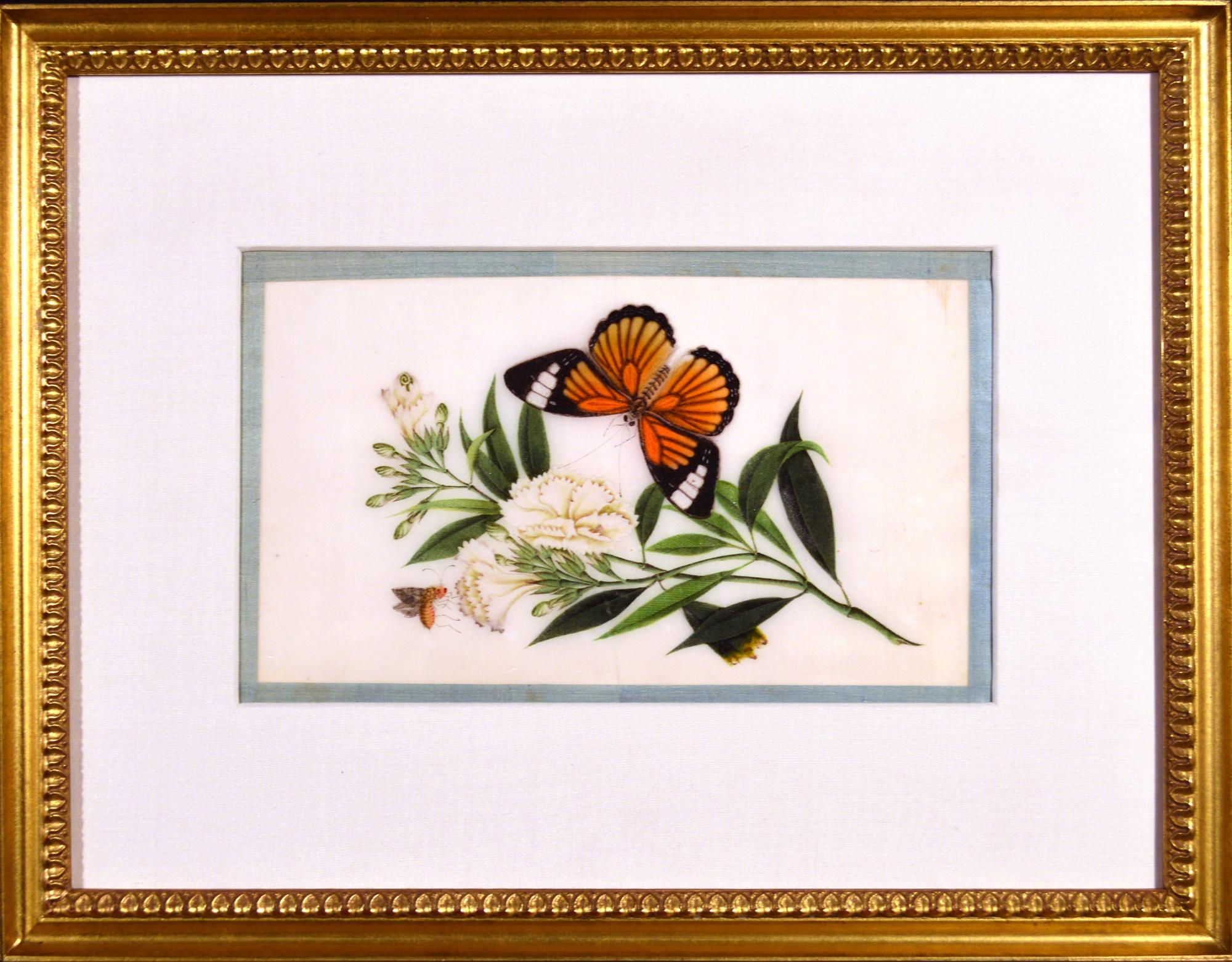 19th Century China Trade Framed Pith Paper Set of Pictures of Butterflies and Plants For Sale