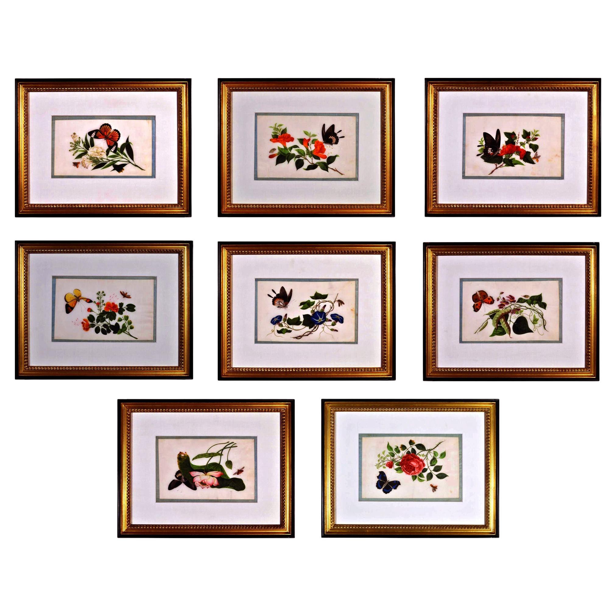 China Trade Framed Pith Paper Set of Pictures of Butterflies and Plants