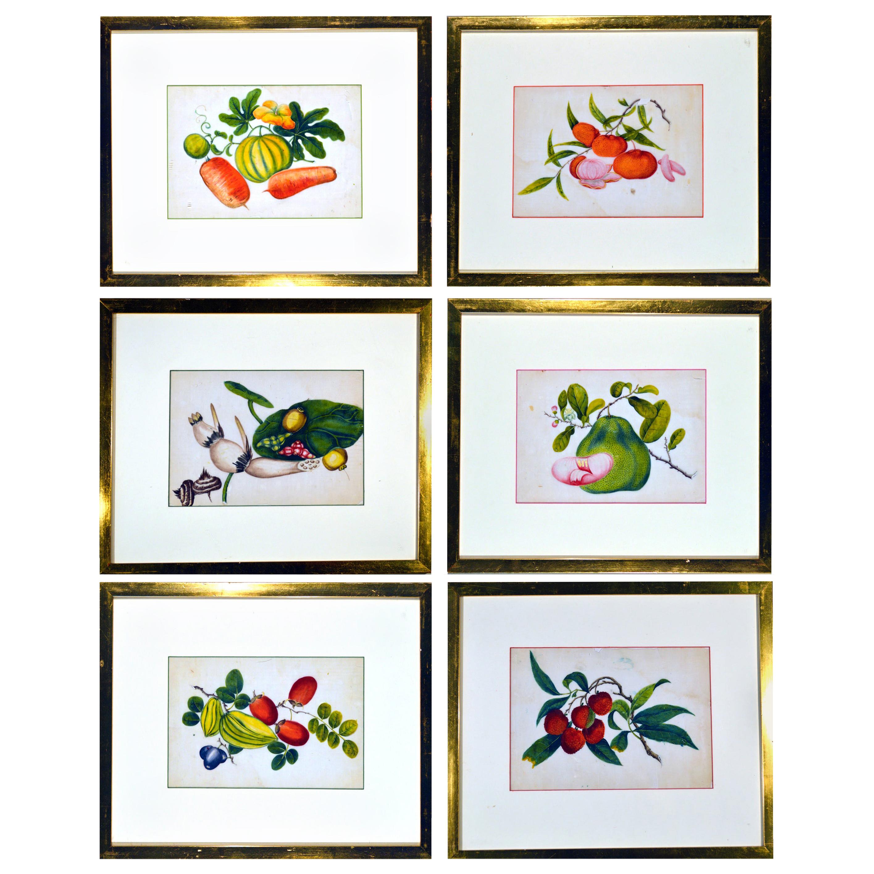 China Trade Watercolor Paintings of Vegetables, Set of Six