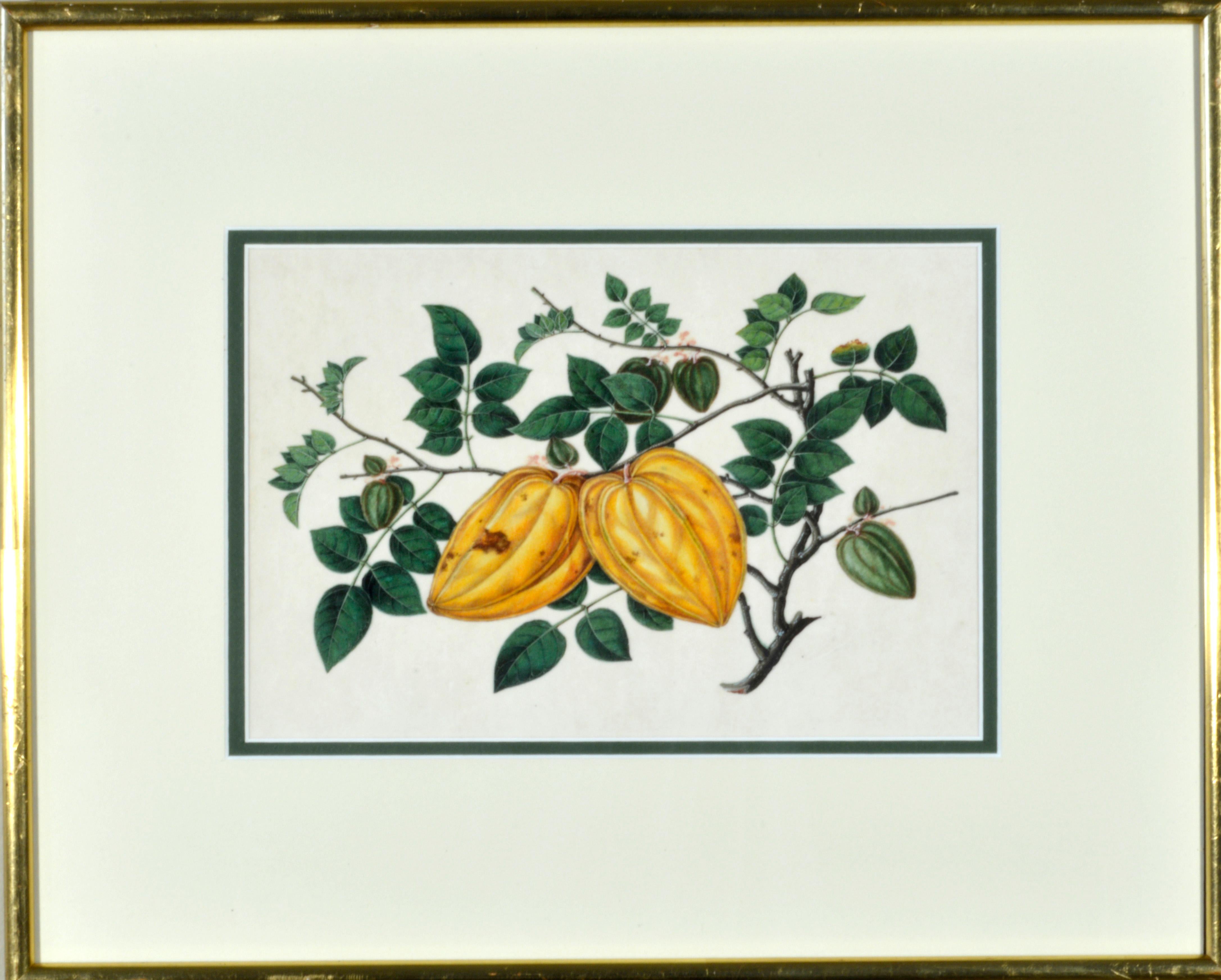 China Trade Watercolors of Exotic Fruit on Pith Paper, Mid-19th Century 10