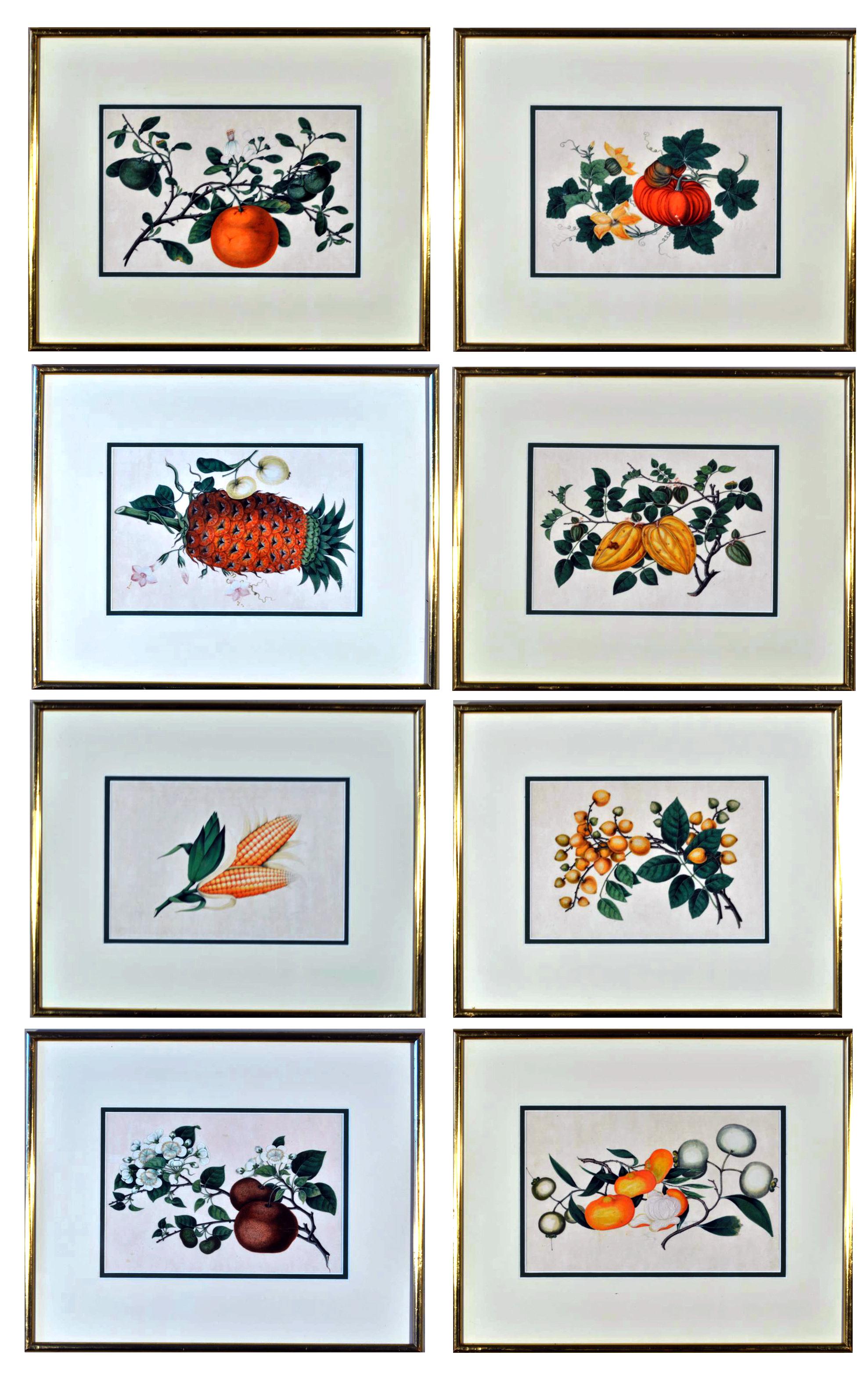 Chinese China trade watercolors of exotic fruit on pith paper,
Gilt frames,
Mid-19th century

The eight Chinese watercolors on pith paper are of fine quality and depict various exotic fruits including pineapples, lychees, finger citrus and