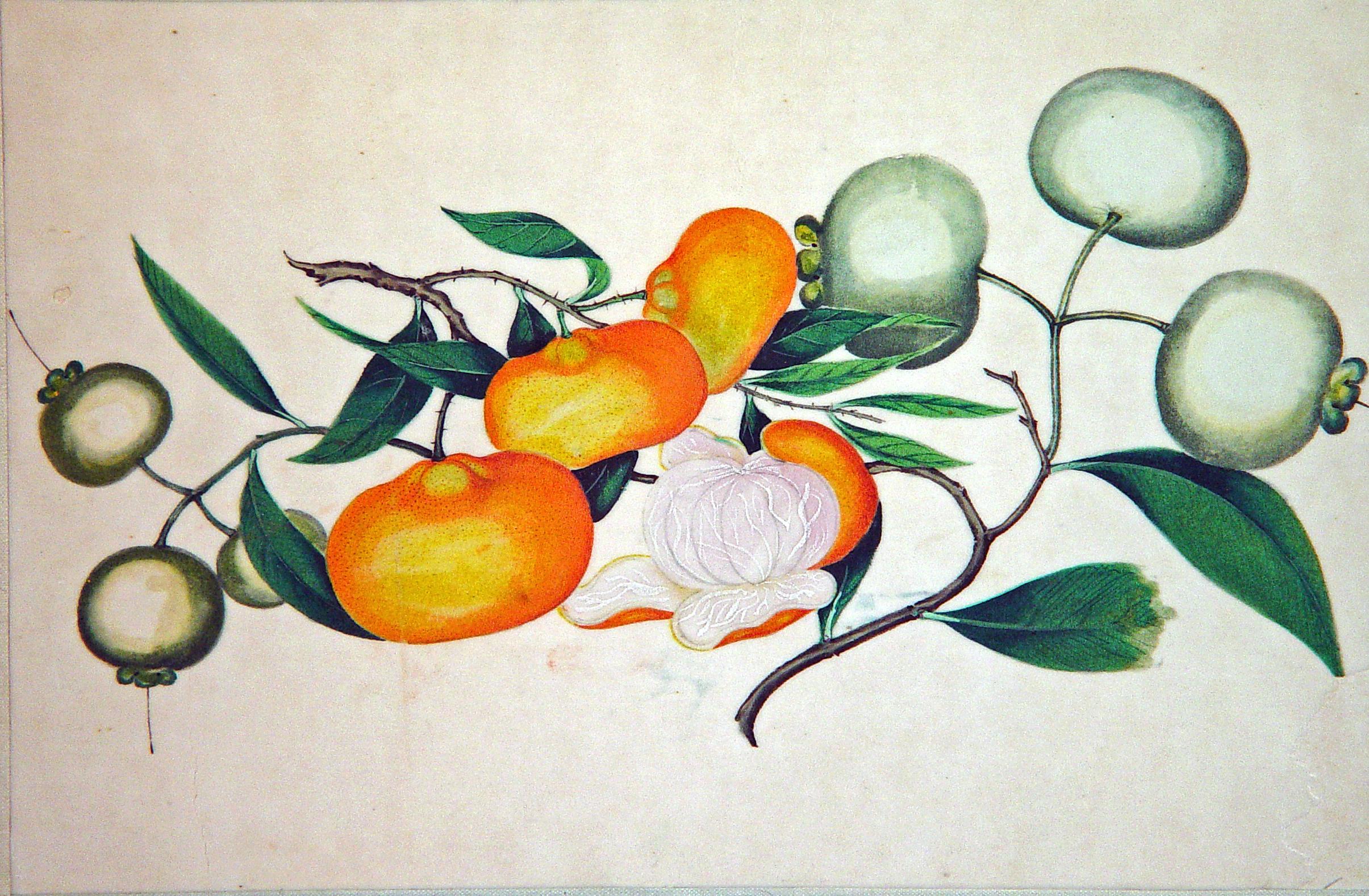 Exportation chinoise Aquarelles de fruits exotiques sur papier de riz de Chine, milieu du XIXe siècle en vente