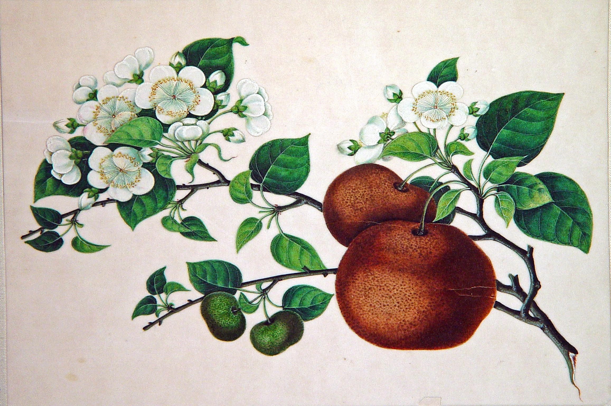 Chinese China Trade Watercolors of Exotic Fruit on Pith Paper, Mid-19th Century For Sale