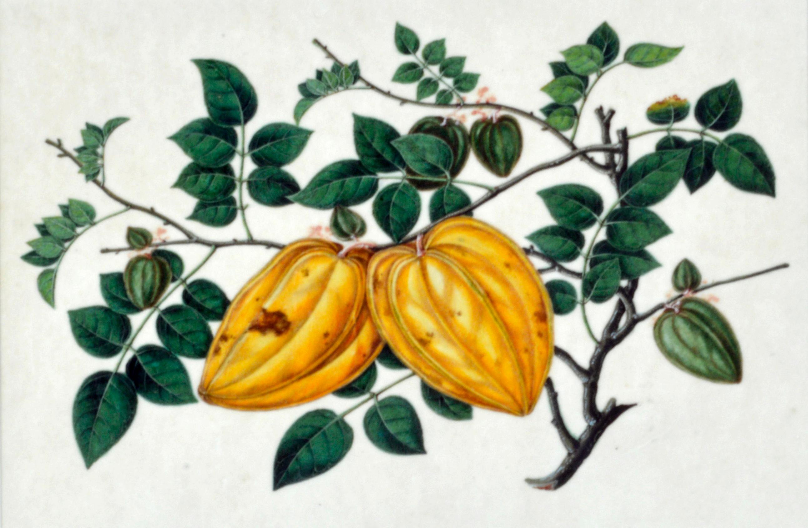 Chinesisches Handels-Aquarell von exotischen Früchten auf Kissenpapier, Mitte des 19. Jahrhunderts (Papier) im Angebot