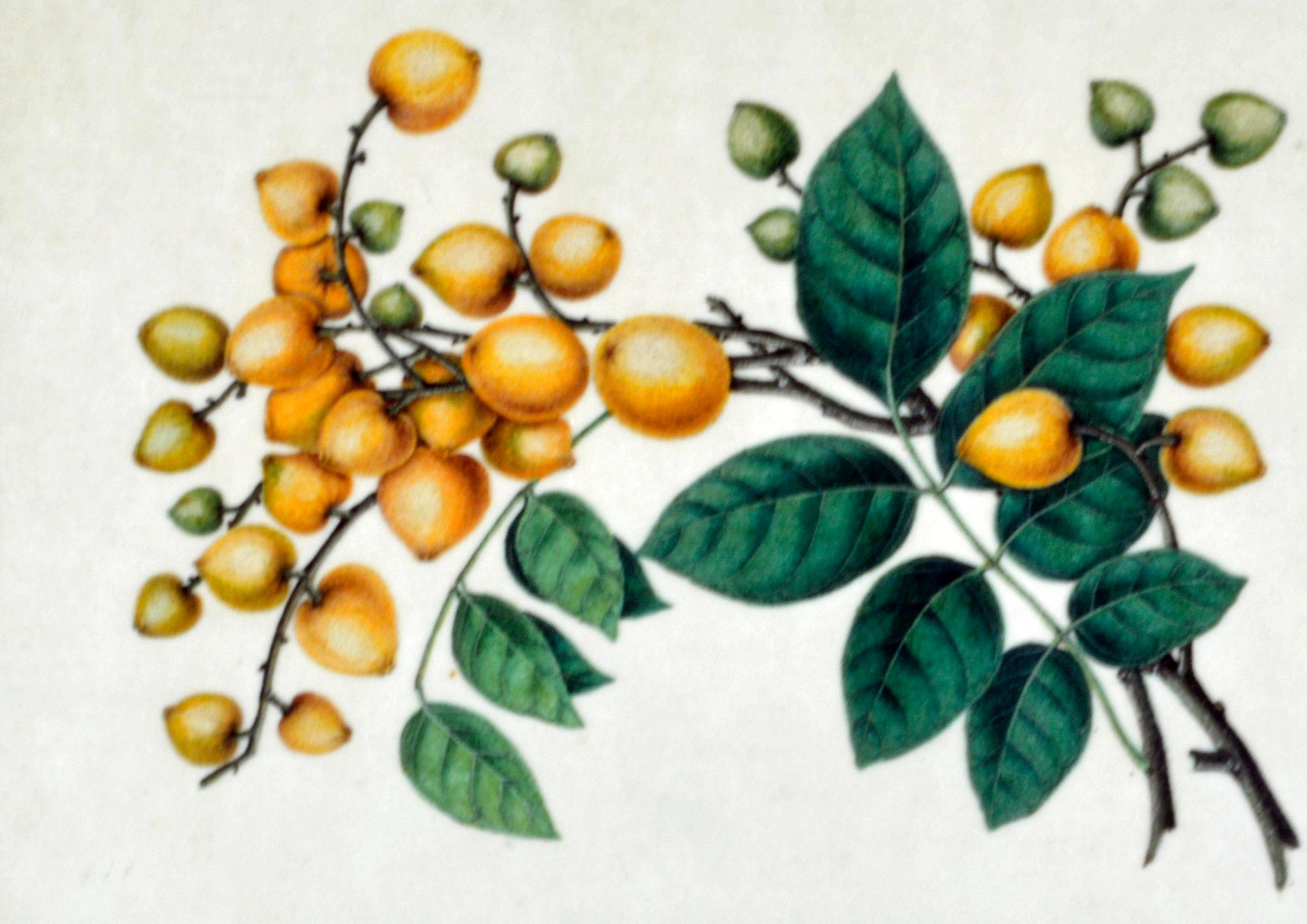 Chinesisches Handels-Aquarell von exotischen Früchten auf Kissenpapier, Mitte des 19. Jahrhunderts im Angebot 1