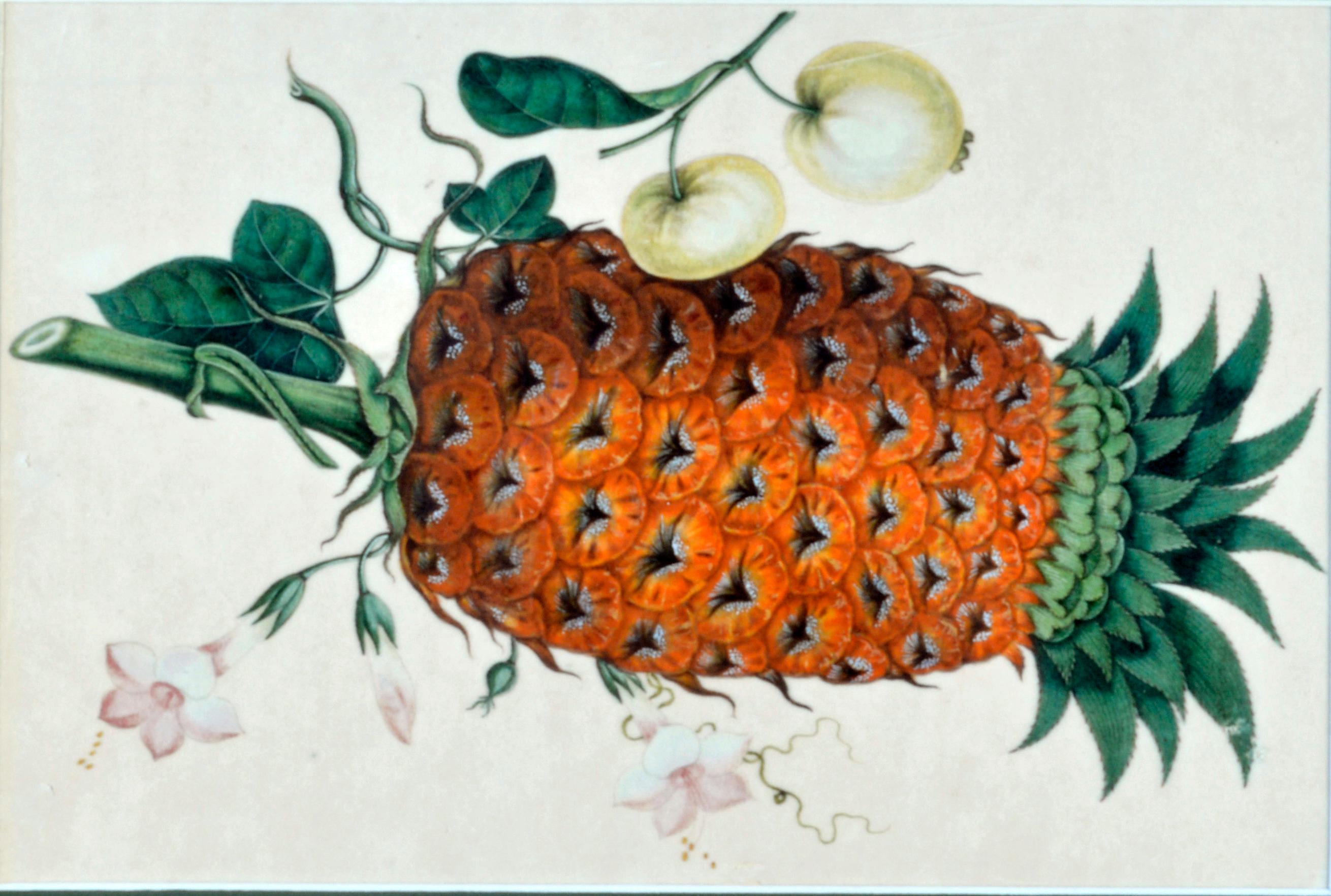 Chinesisches Handels-Aquarell von exotischen Früchten auf Kissenpapier, Mitte des 19. Jahrhunderts im Angebot 2