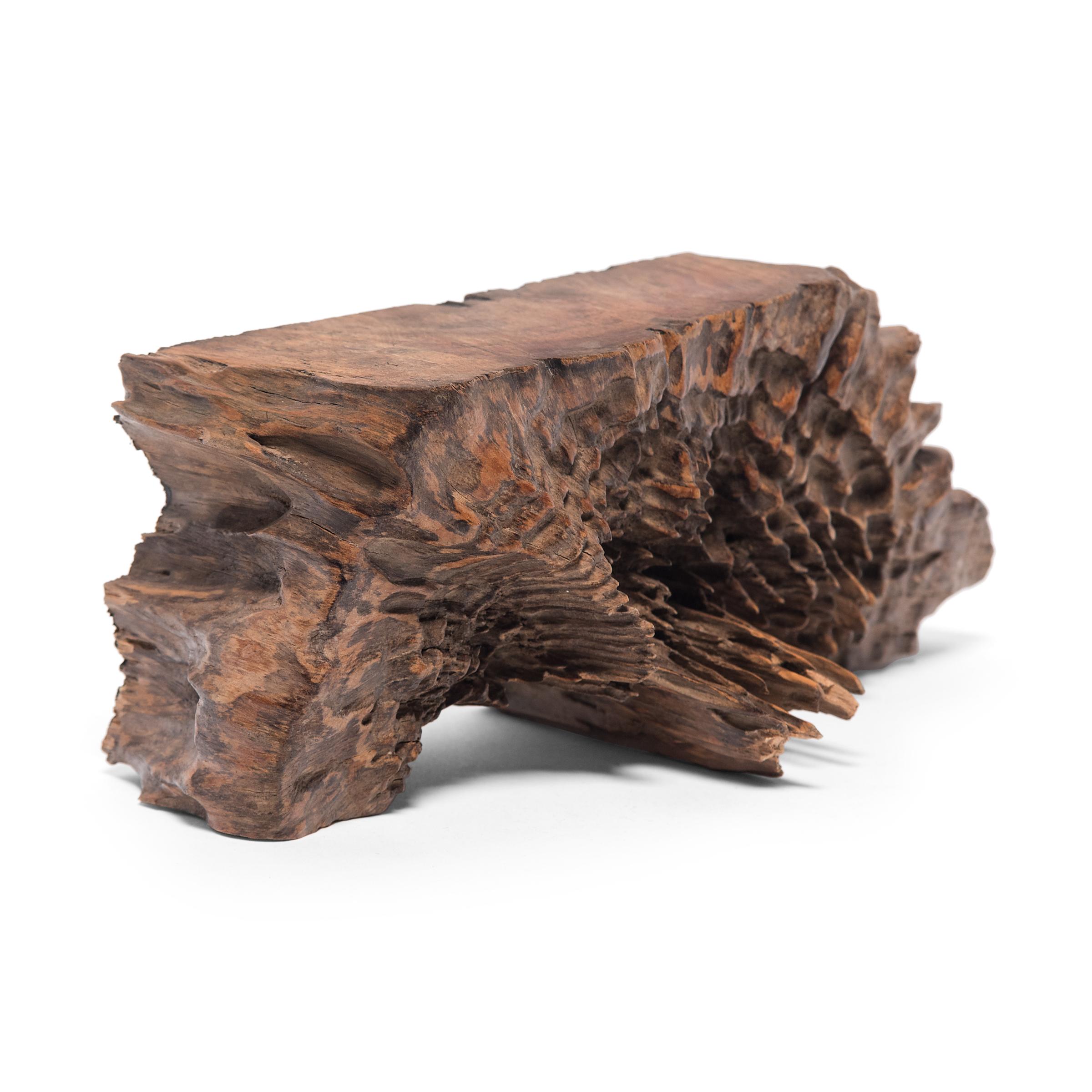 Dated to the early 20th century, this fantastic tabletop display stand is crafted from the cross-section of a camphor tree trunk. Shaped by the elements, the wood has eroded with time to create a highly textured surface of peaks and valleys along