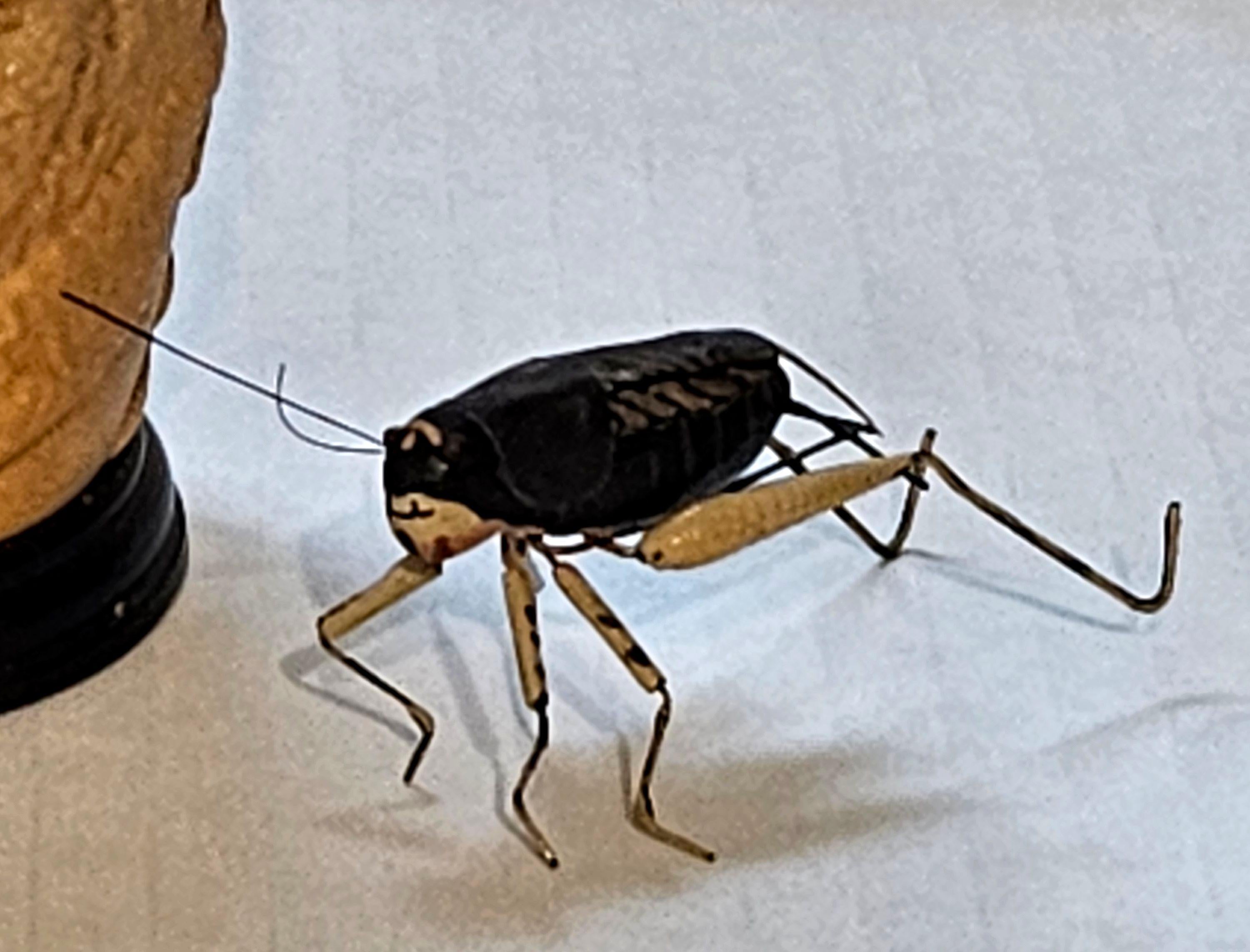 antique cricket cage