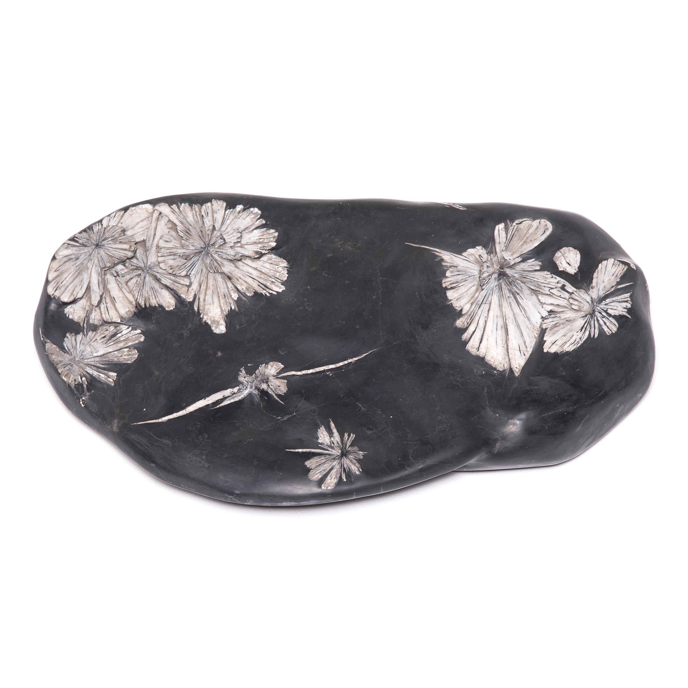 Chinese Chrysanthemum Stone