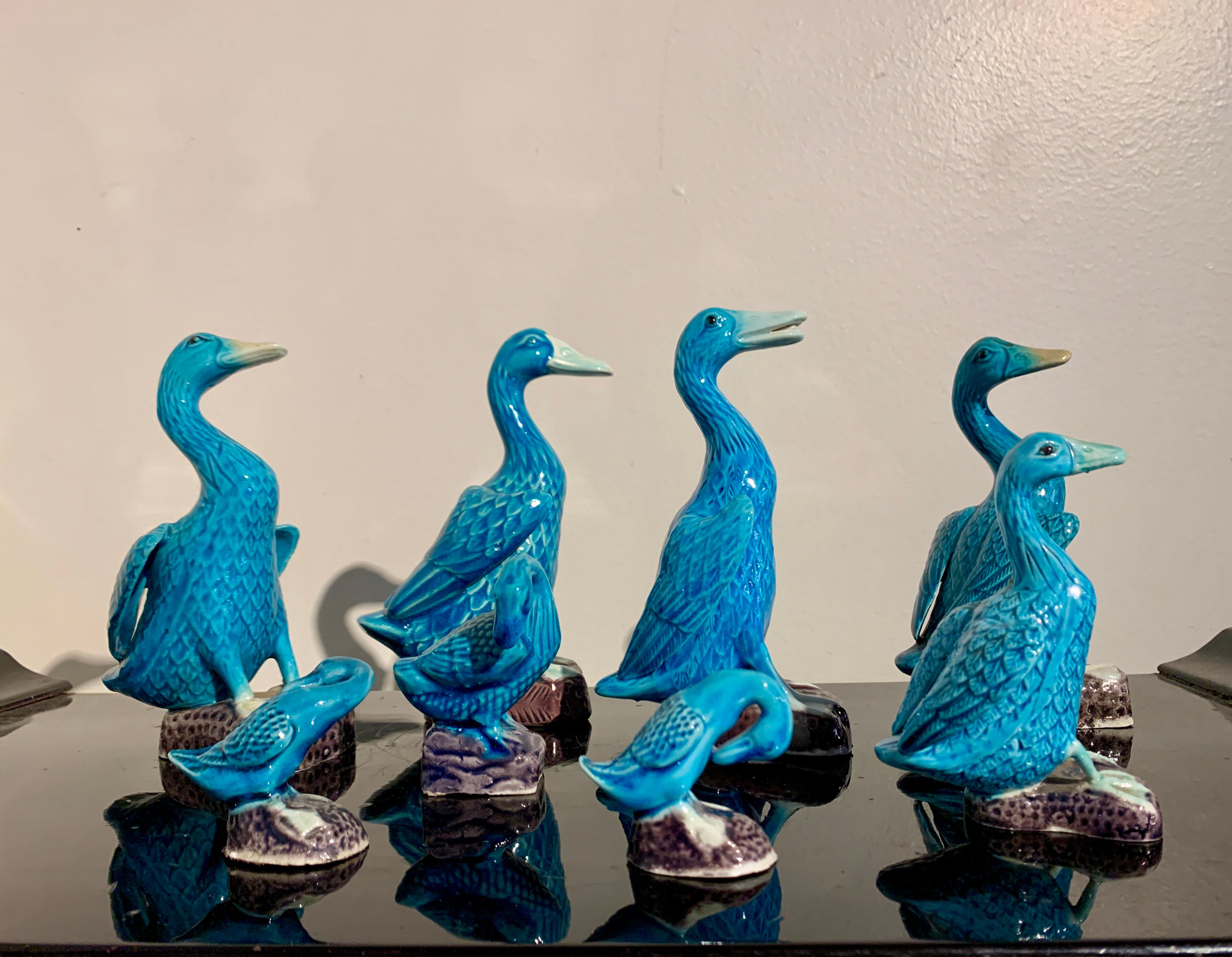 Porcelain Chinese Export Turquoise Glazed Ducks, Flock of 8, 1970's, China and Hong Kong
