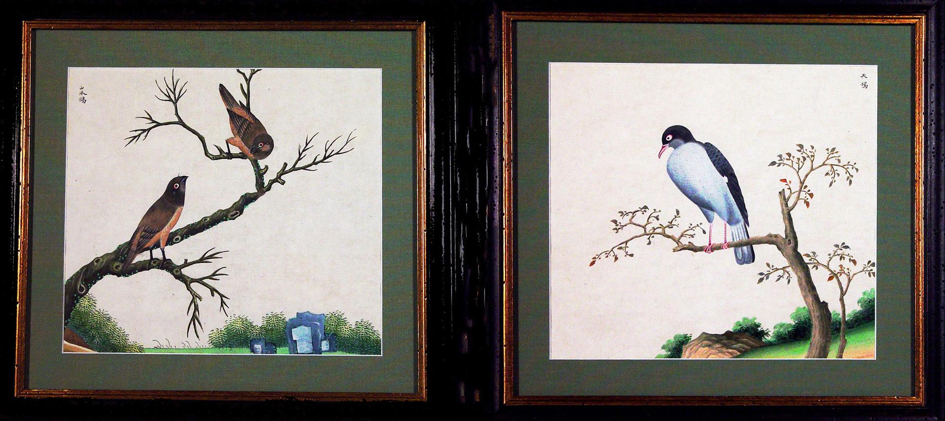 Chinese Export Watercolor Exotic Bird Paintings on Paper For Sale 7