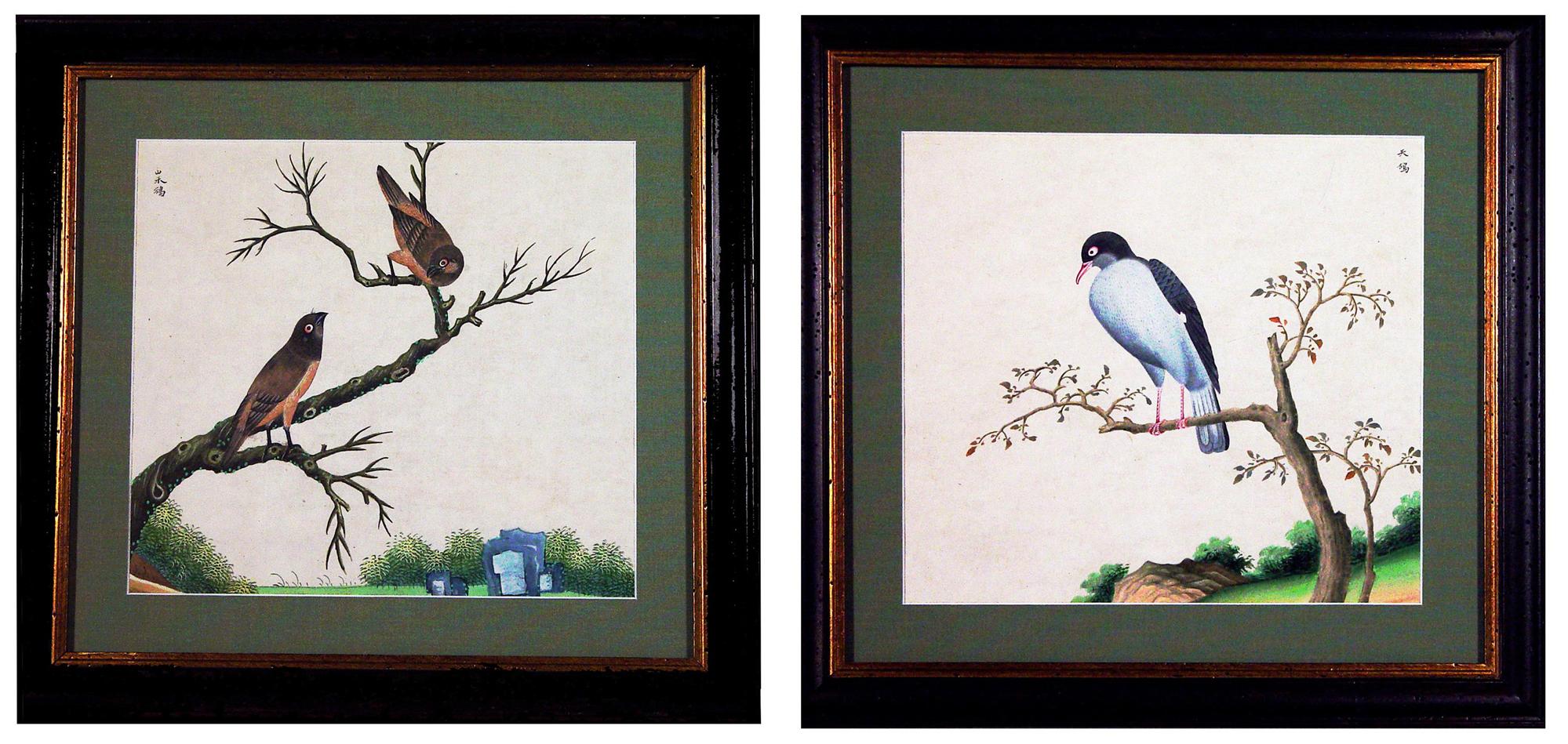 Chinese Export Watercolor Exotic Bird Paintings on Paper In Good Condition For Sale In Downingtown, PA