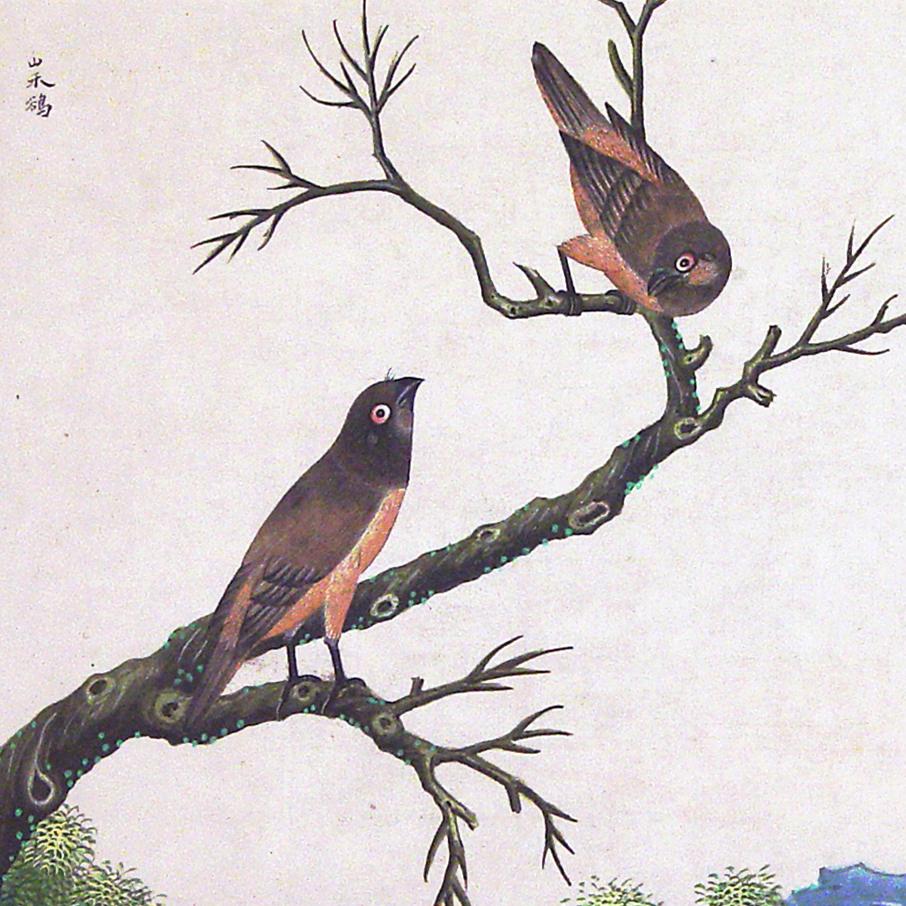 XVIIIe siècle Aquarelle d'exportation chinoise d'oiseaux exotiques sur papier en vente