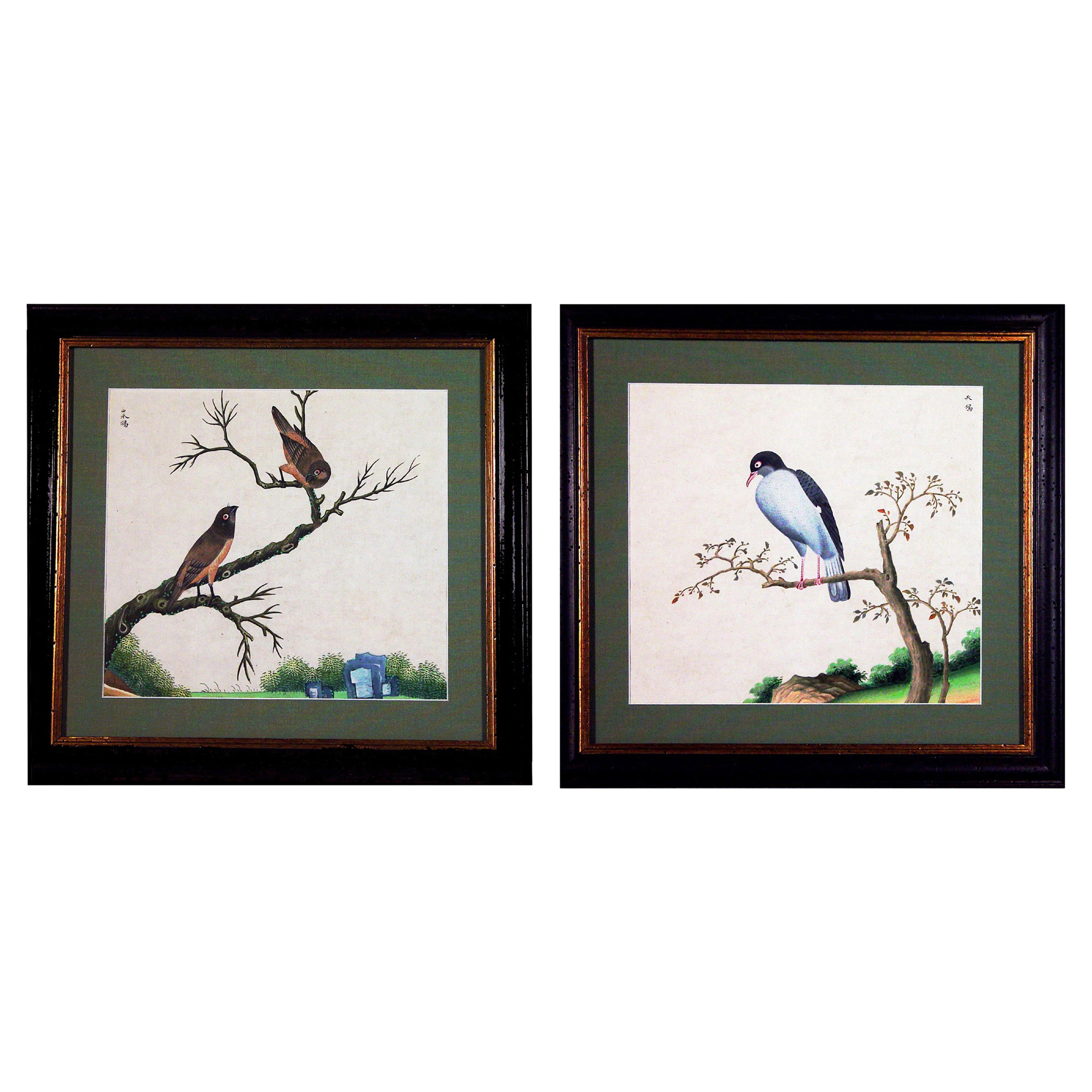 Aquarelle d
exportation chinoise d
oiseaux exotiques sur papier