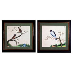 Dipinti di uccelli esotici all'acquerello da esportazione cinese su carta