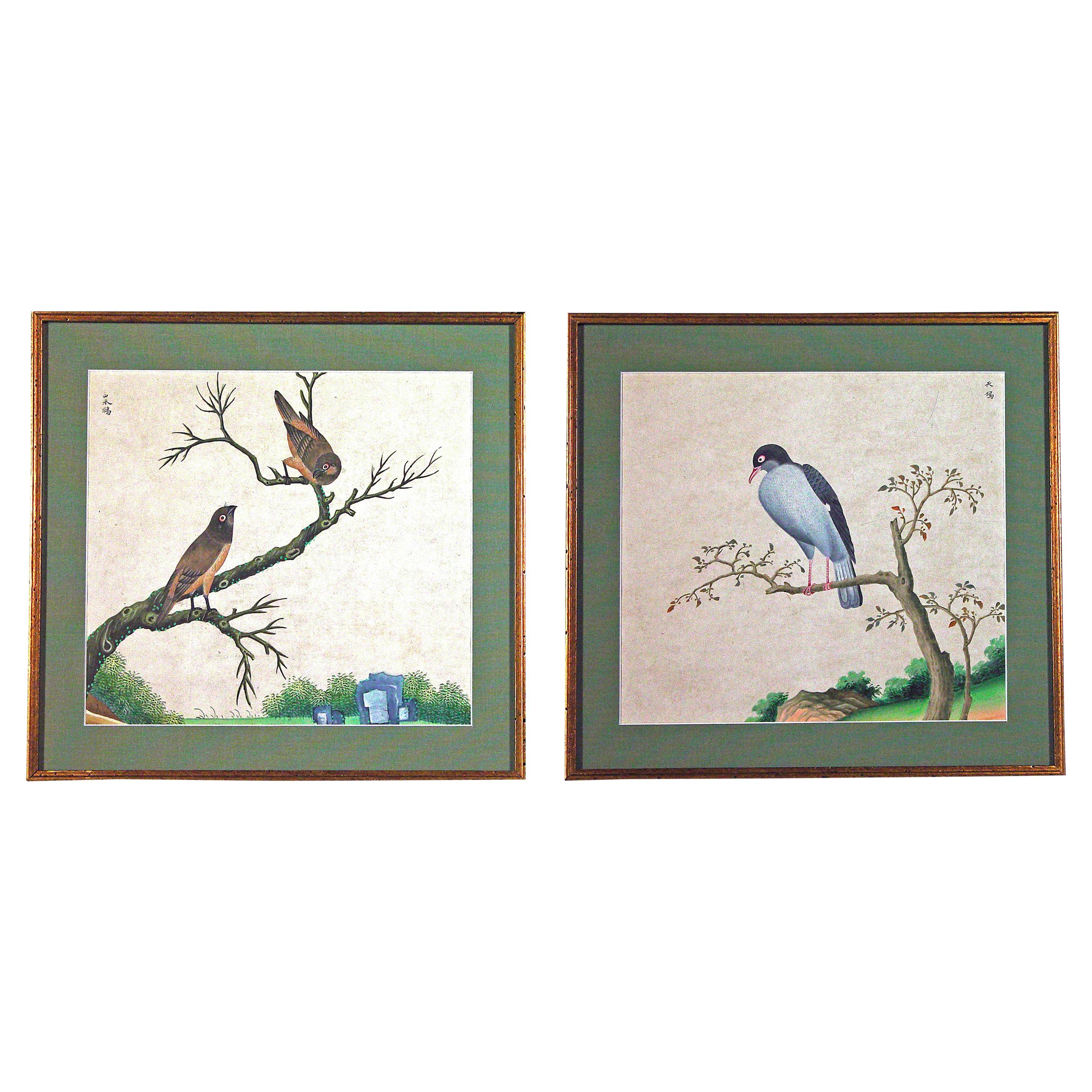 China Trade watercolor paintings of exotic birds on branches are in watercolor and gouache on Chinese paper.

One picture depicts a pigeon perched on a tree branch with a landscape background. Chinese calligraphy can be seen in the top right