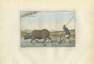 Chinese Farmer with Water Buffalo, Agricultural Scene, Ferrario Print of 1815, view 3