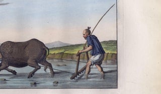 Chinese Farmer with Water Buffalo, Agricultural Scene, Ferrario Print of 1815, view 4
