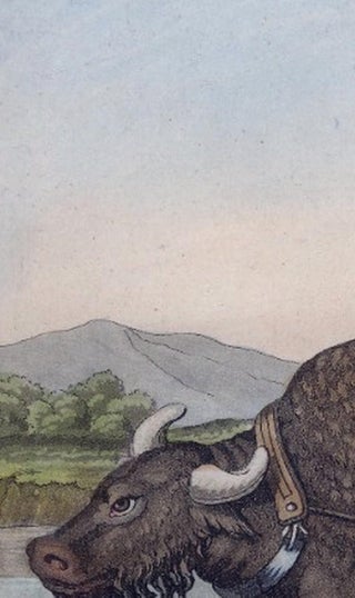 Chinese Farmer with Water Buffalo, Agricultural Scene, Ferrario Print of 1815, view 8