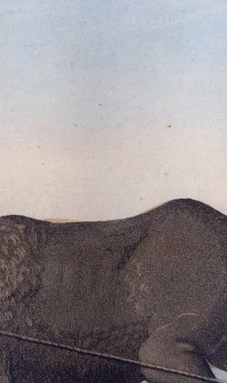 Chinese Farmer with Water Buffalo, Agricultural Scene, Ferrario Print of 1815, view 9