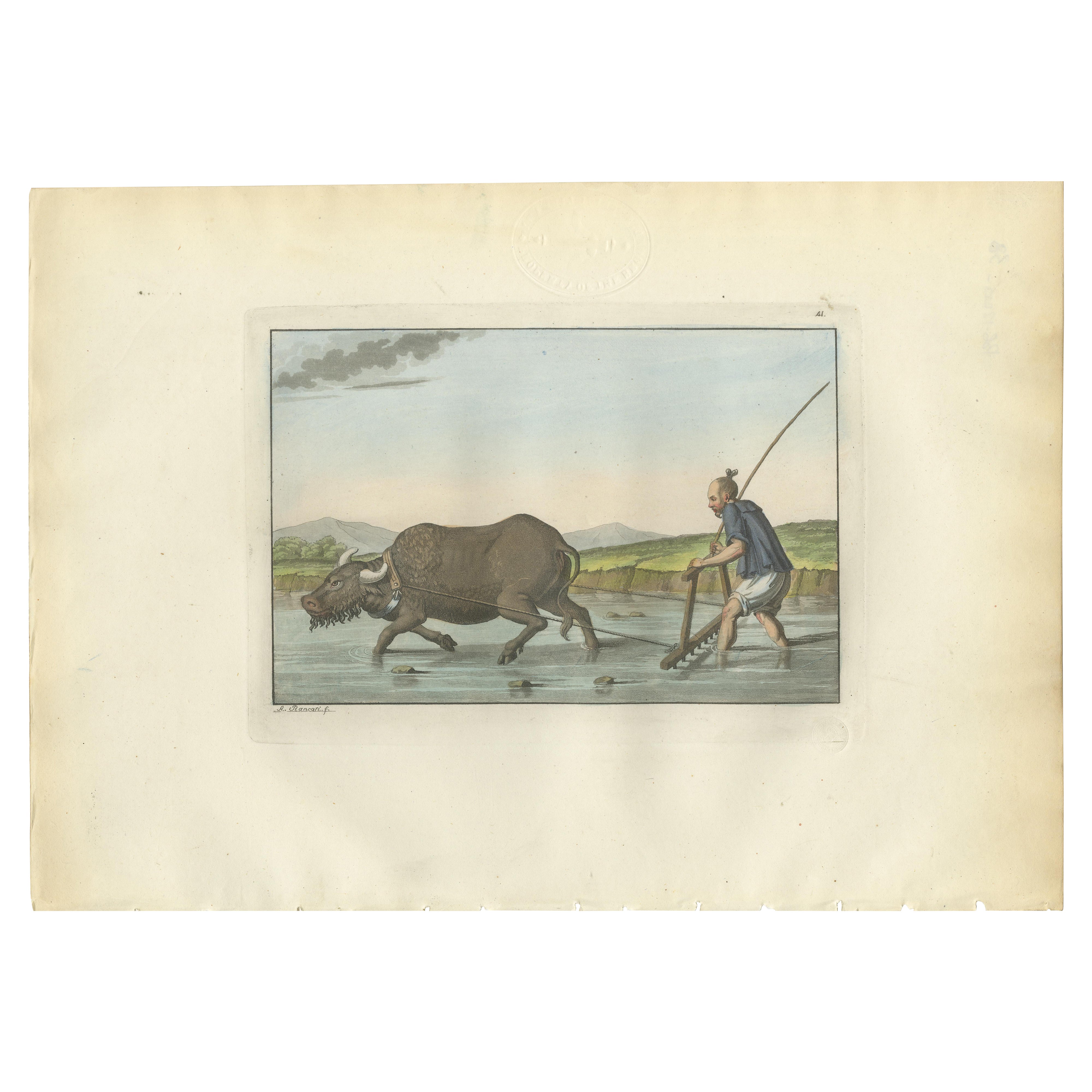 Chinese Farmer with Water Buffalo, Agricultural Scene – Ferrario Print of 1815