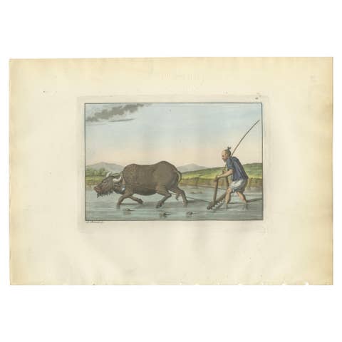 Chinese Farmer with Water Buffalo, Agricultural Scene – Ferrario Print of 1815