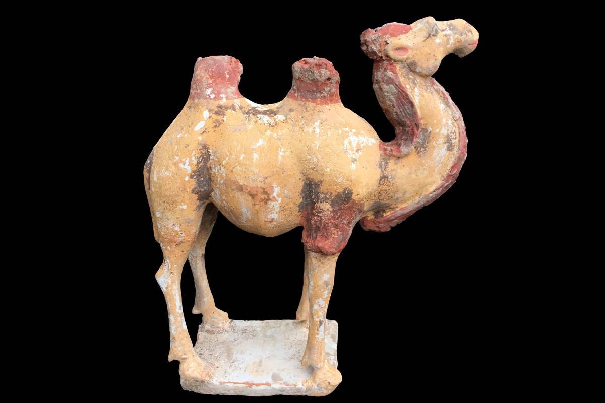 The object comes with a TL-Laboratory test.

The highly decorative, well-sized standing figure of a two humped Bactrian camel survived the centuries in excellent stage of preservation. Since Ancient days of China, camels were symbols of successful
