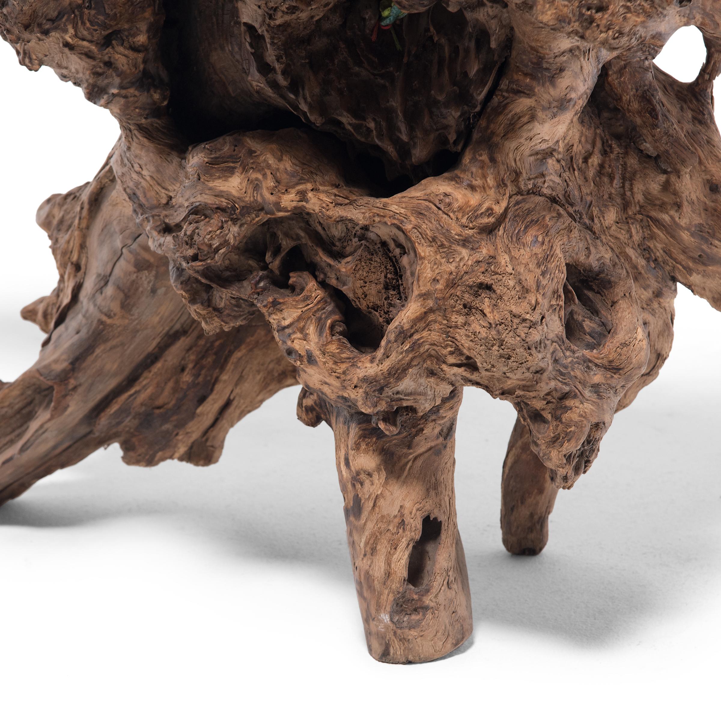 Cypress Chinese Gnarled Root Table, circa 1900