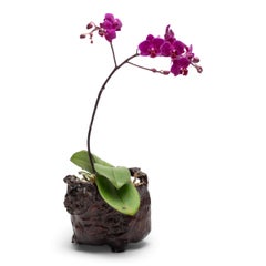 Chinese Lacquered Burl Incense Container, c. 1850