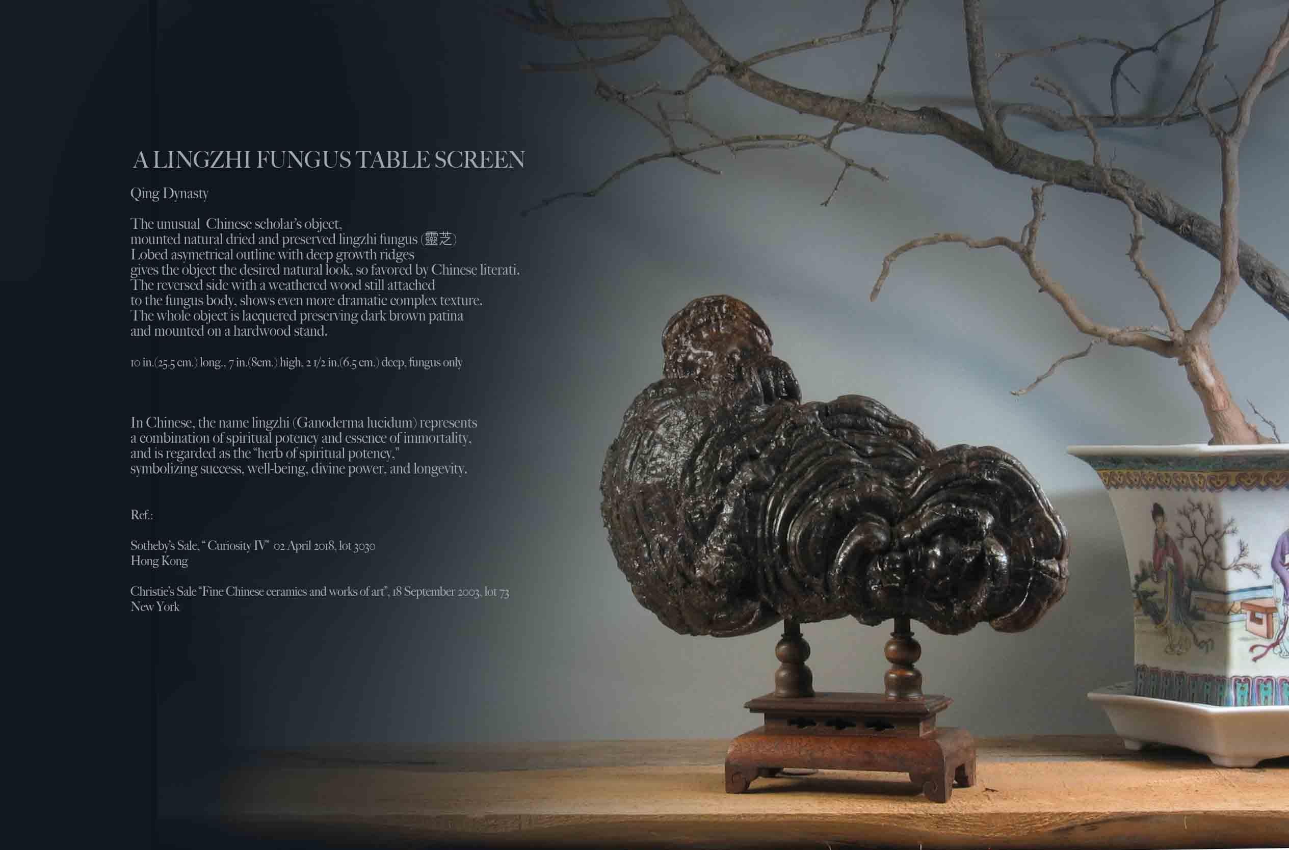 Un écran de table à champignons lingzhi

Dynastie Qing (1644-1912)

L'objet insolite du lettré chinois,
monté en champignon lingzhi naturel séché et conservé.
Contour asymétrique lobé avec de profondes stries de croissance
donne à l'objet l'aspect