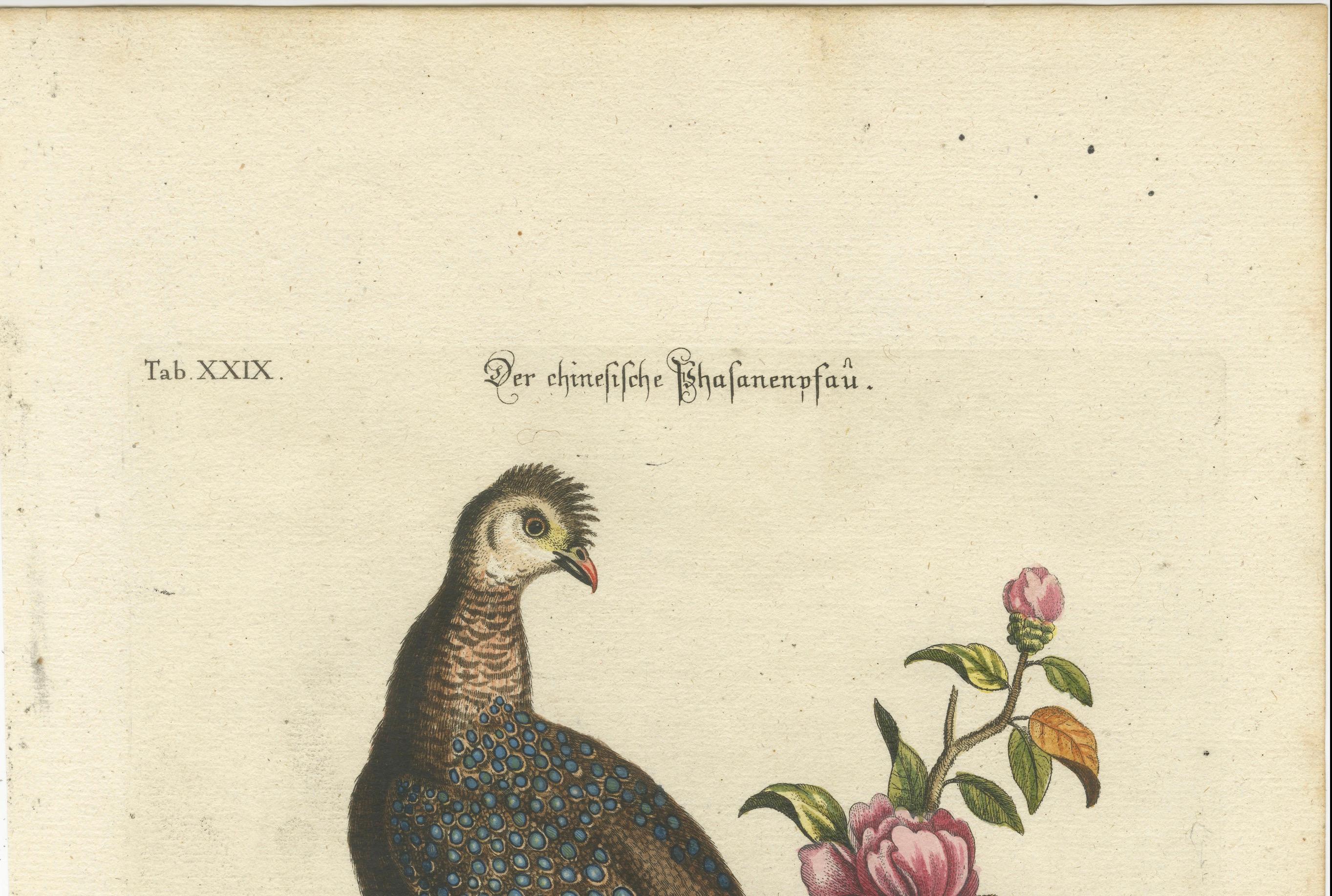 Chinese Peacock-Pheasant – Hand-Colored Bird Engraving by Edwards & Seligmann, c.1750–1776

This fine hand-colored engraving depicts the Chinese Peacock-Pheasant (Phasianus alis et caudâ oculatis), an exotic species admired in Europe for its ornate