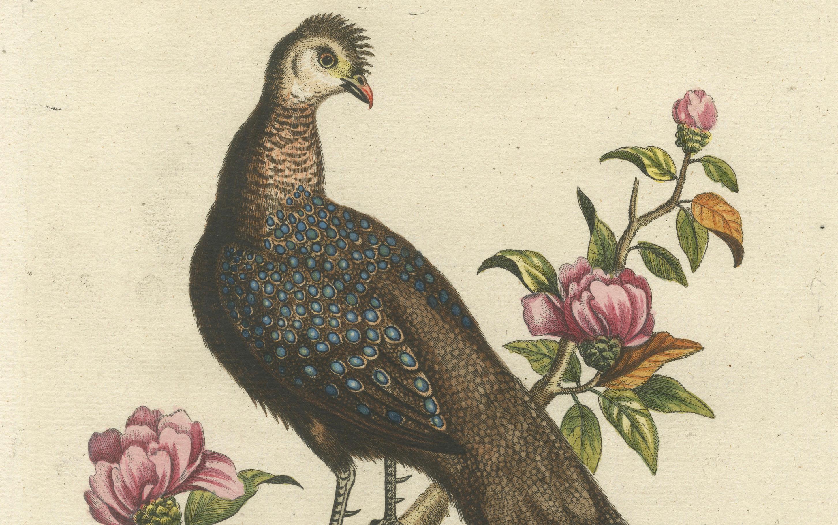 German Chinese Peacock-Pheasant – Hand-Colored Engraving by Edwards & Seligmann, c.1770 For Sale