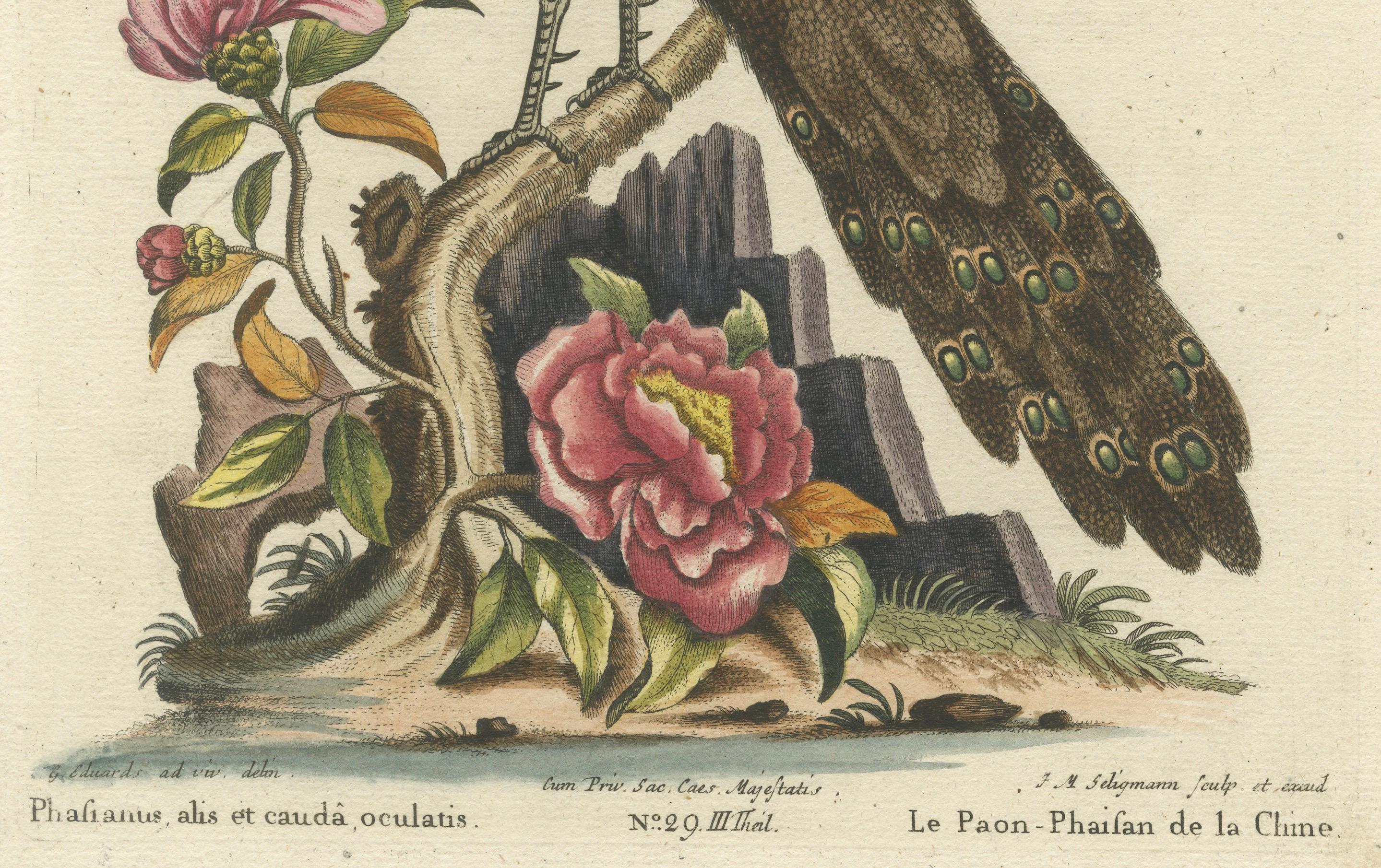 Engraved Chinese Peacock-Pheasant – Hand-Colored Engraving by Edwards & Seligmann, c.1770 For Sale