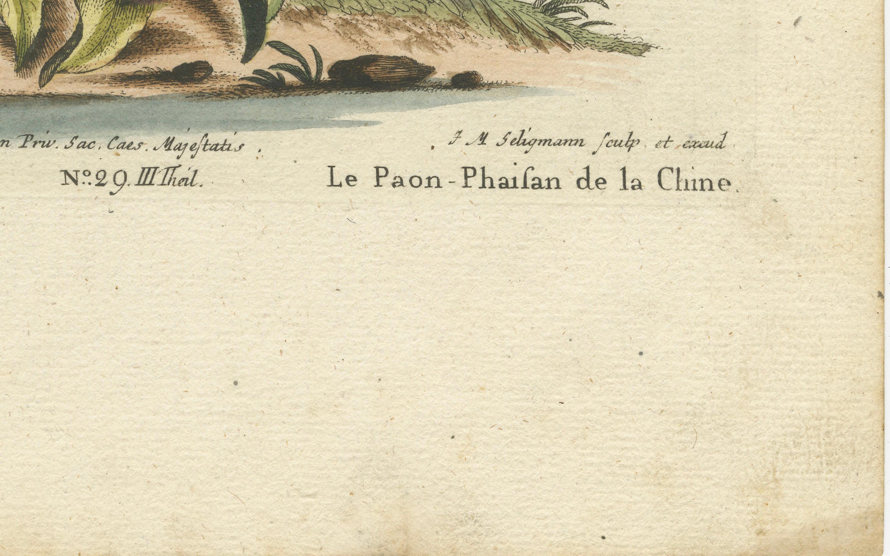 Chinese Peacock-Pheasant – Hand-Colored Engraving by Edwards & Seligmann, c.1770 In Good Condition For Sale In Langweer, NL