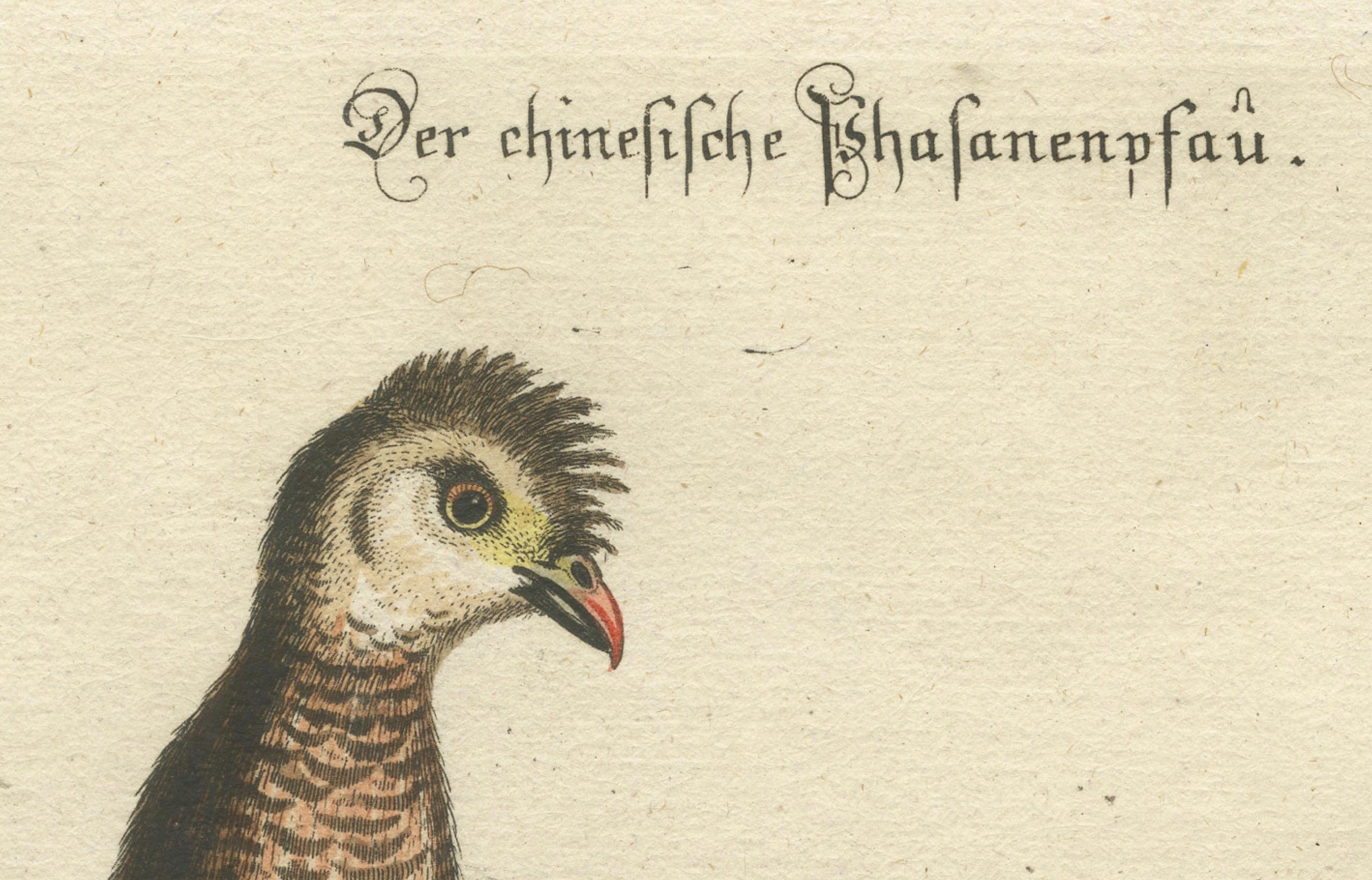 Paper Chinese Peacock-Pheasant – Hand-Colored Engraving by Edwards & Seligmann, c.1770 For Sale