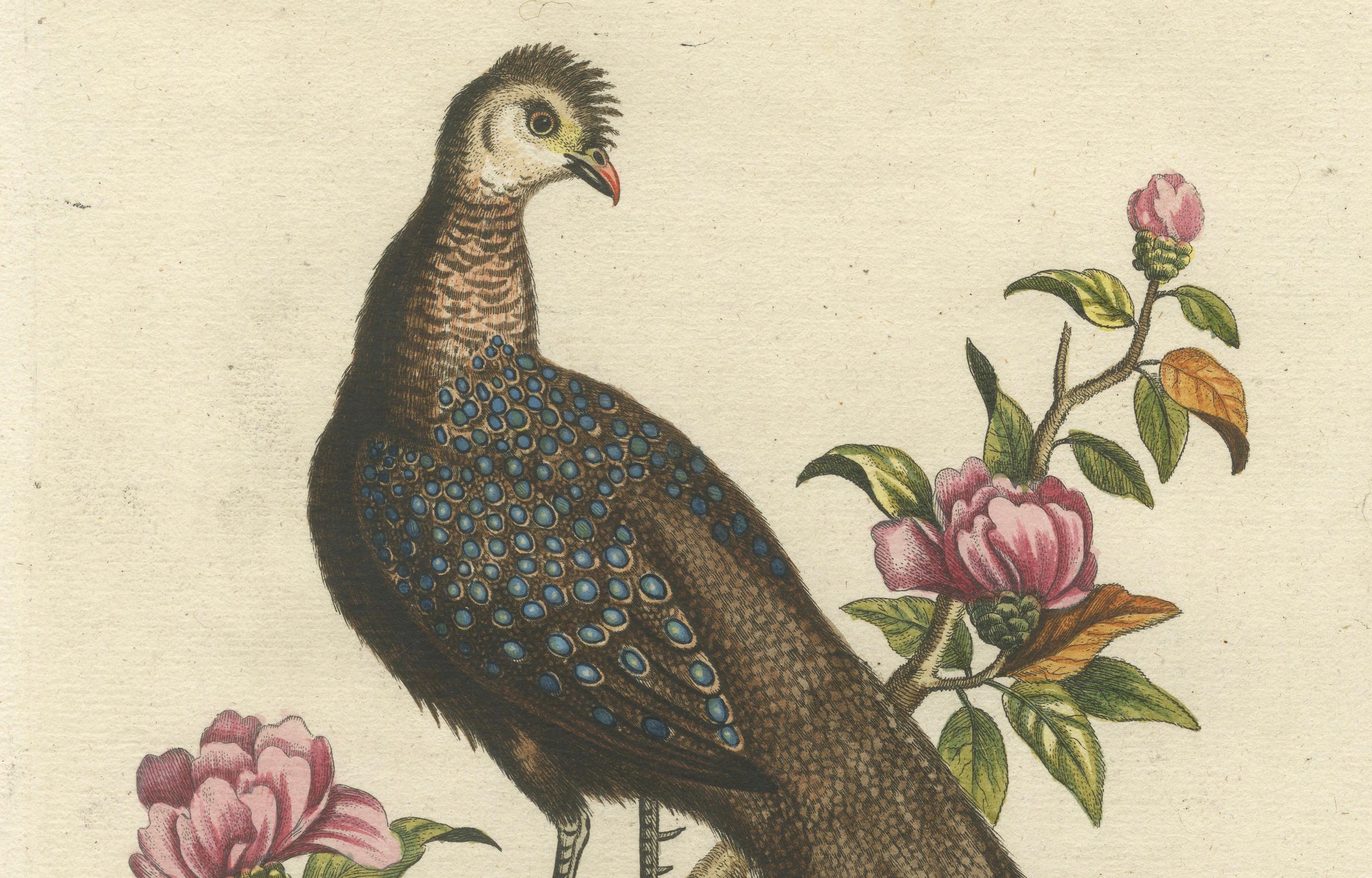 Chinese Peacock-Pheasant – Hand-Colored Engraving by Edwards & Seligmann, c.1770 For Sale 1