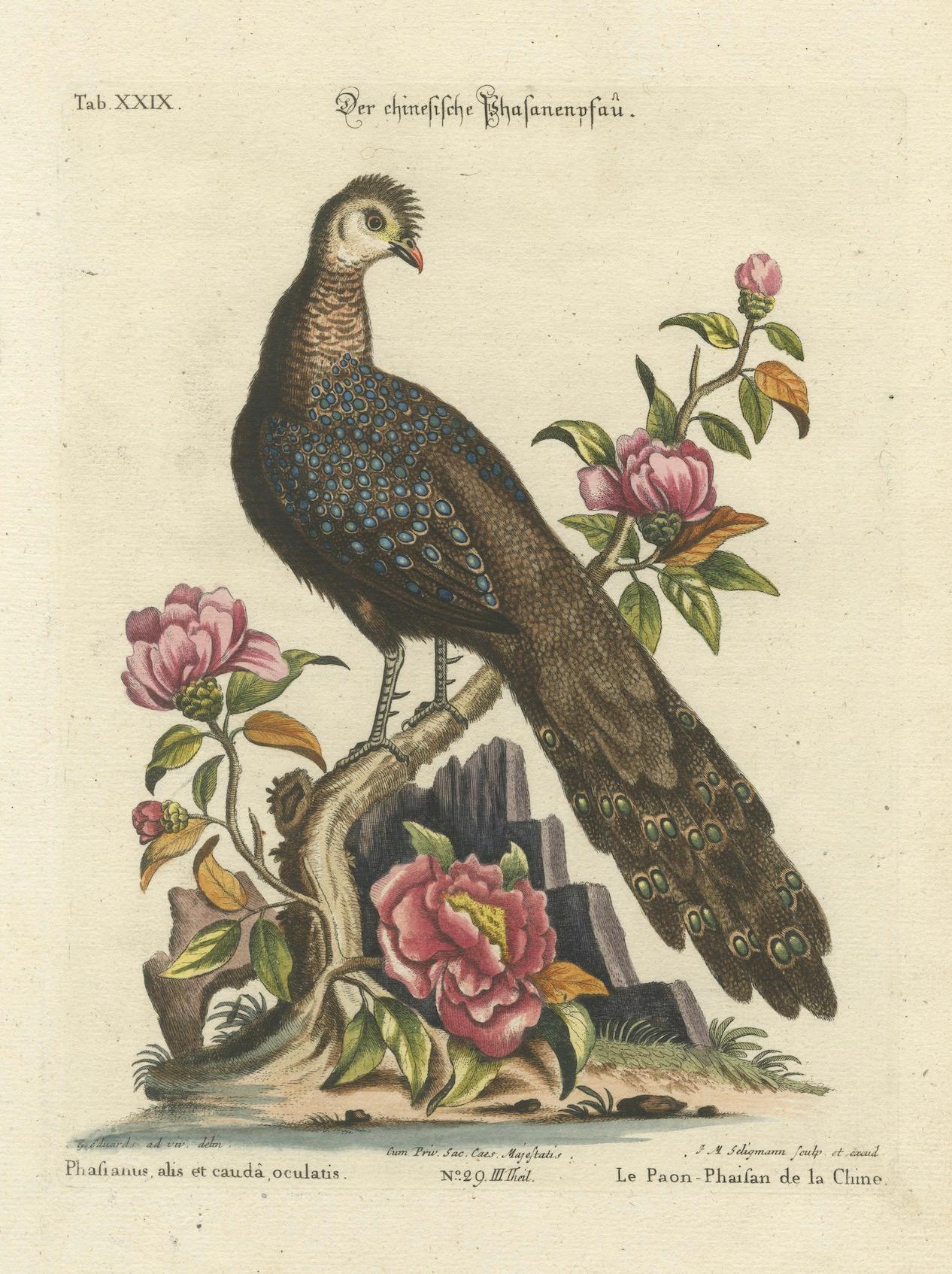 Chinese Peacock-Pheasant – Hand-Colored Engraving by Edwards & Seligmann, c.1770 For Sale 2