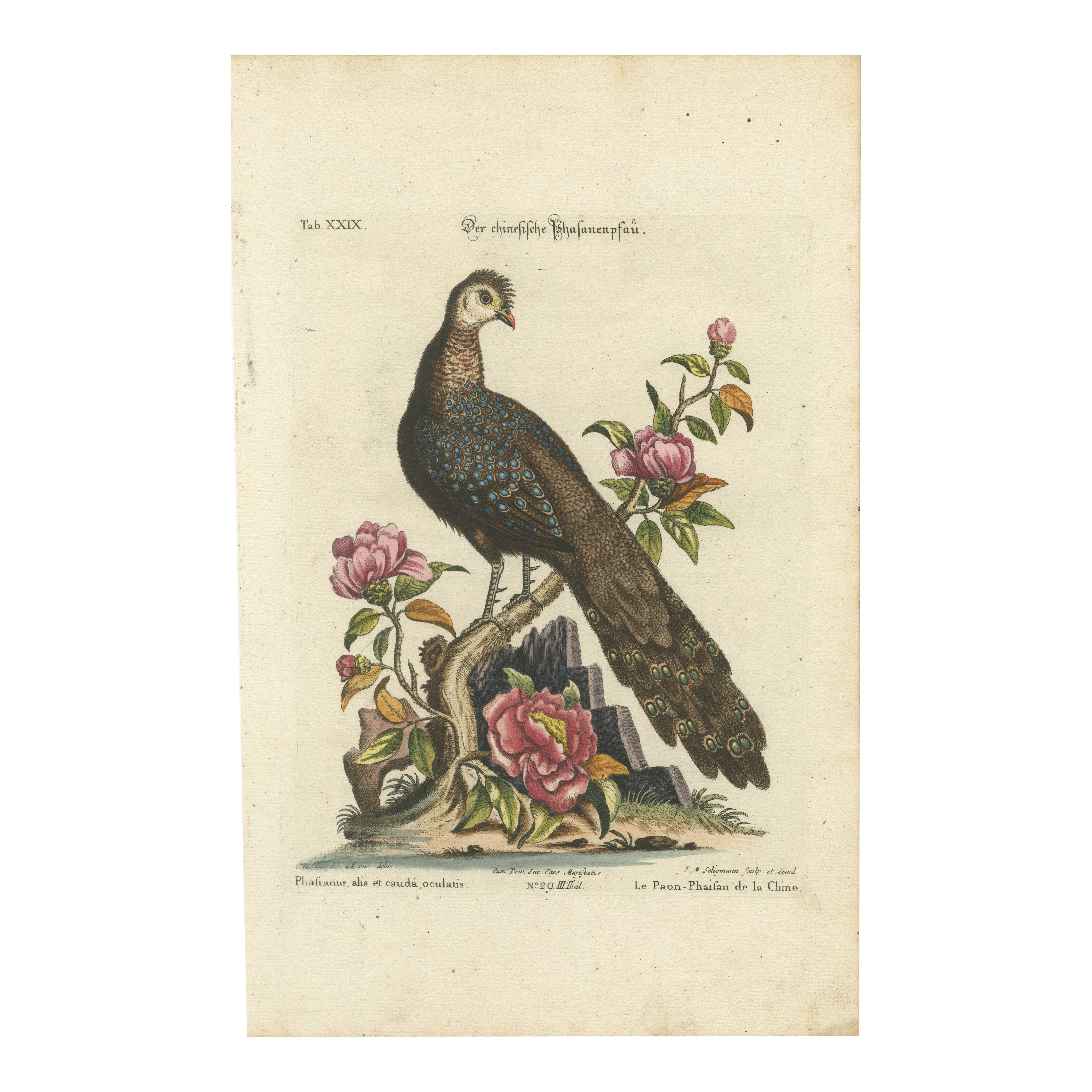 Chinese Peacock-Pheasant – Hand-Colored Engraving by Edwards & Seligmann, c.1770 For Sale