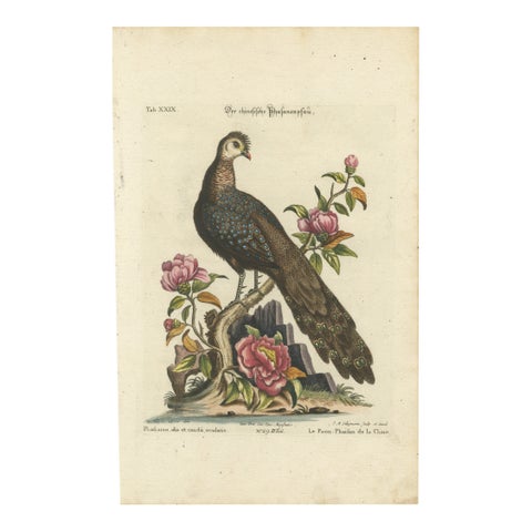 Chinese Peacock-Pheasant, Hand-Colored Engraving by Edwards & Seligmann, c.1770