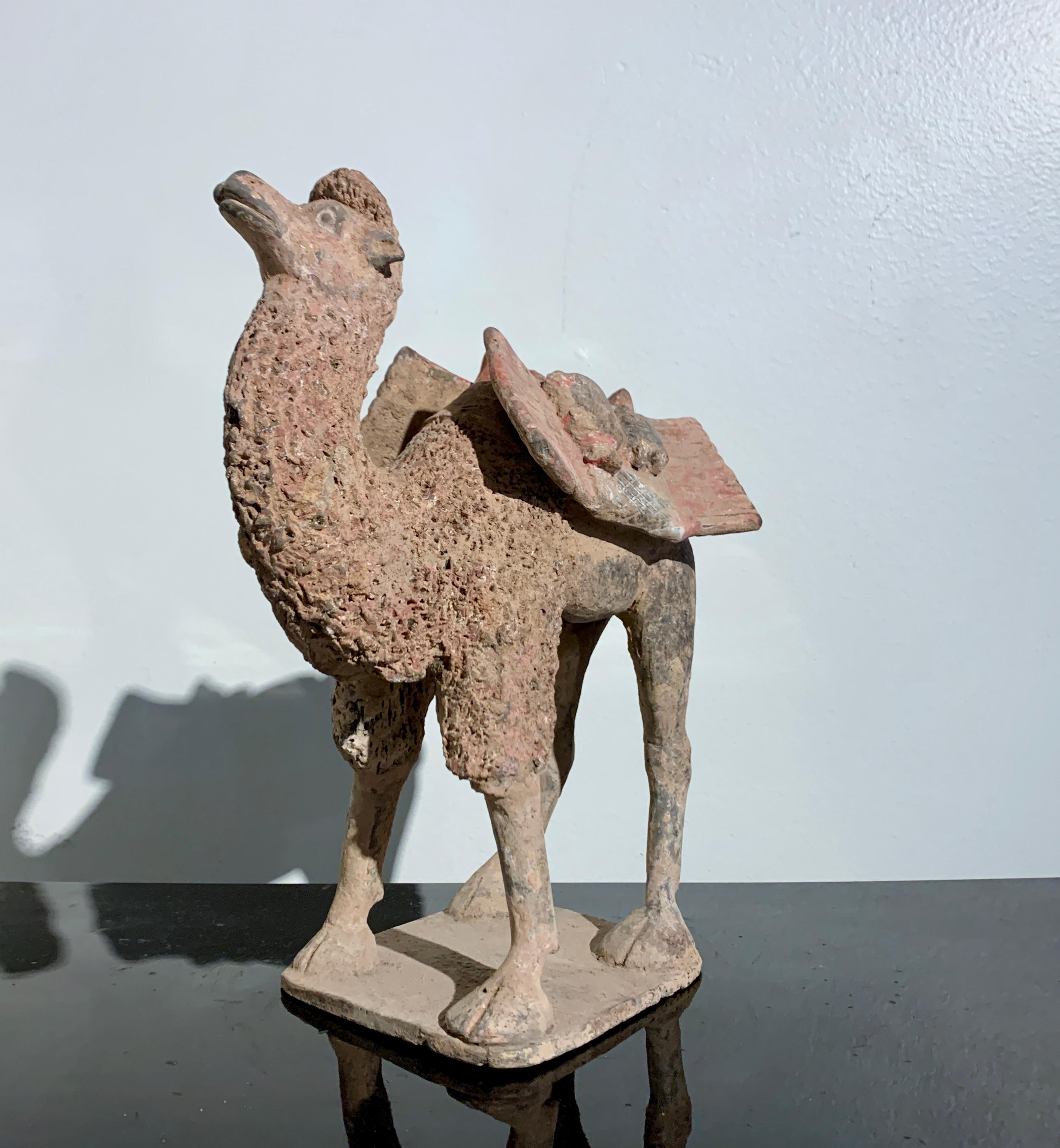 camel china
